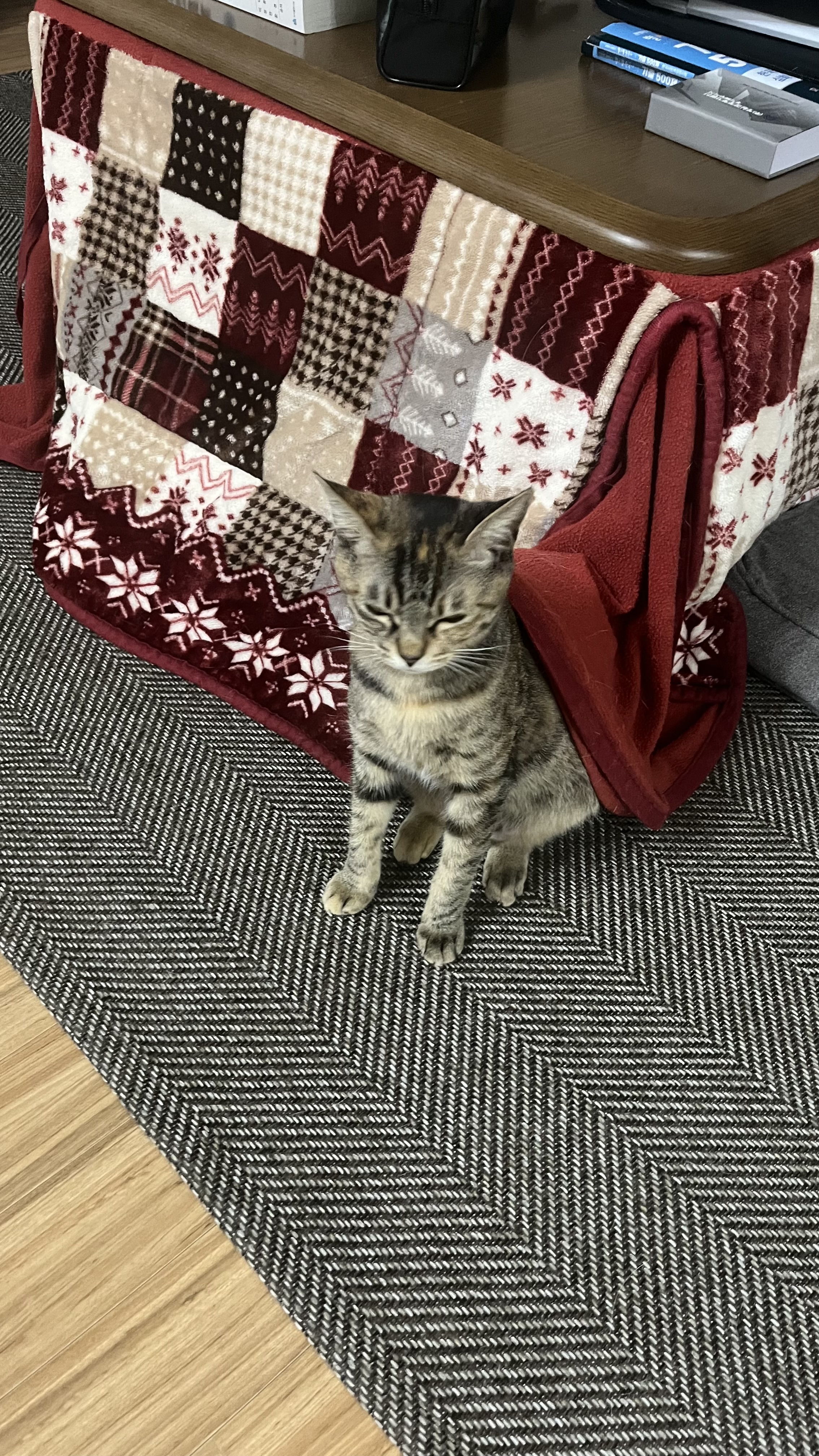 많이 늦은 윤조(고란이) 근황