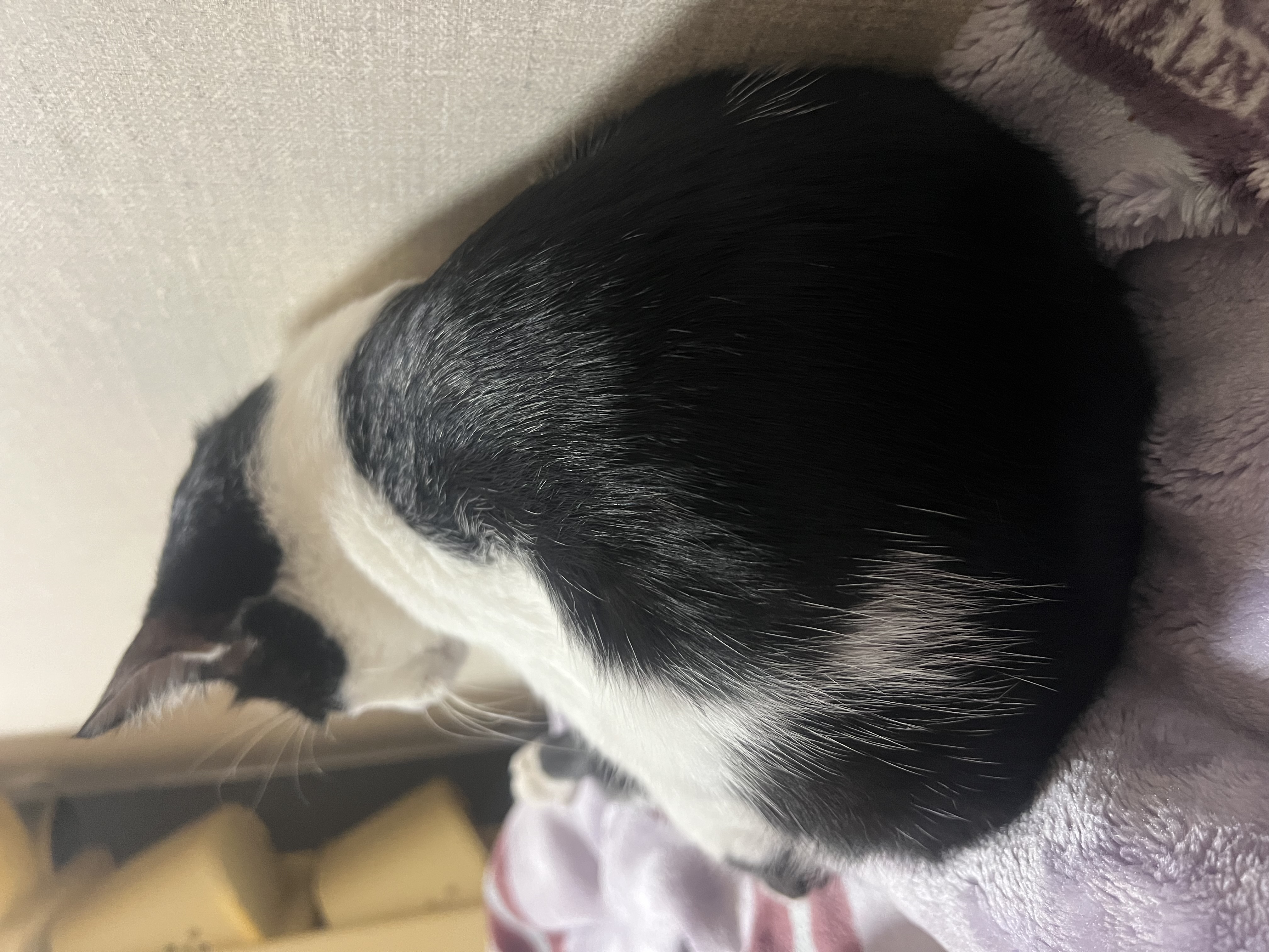 (구 뚝딱이)세자와의 반년
