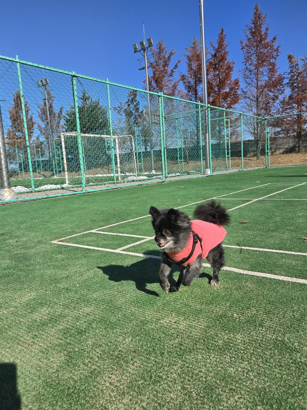 앙꼬(구.왕뽀) 임시보호 1년 후기