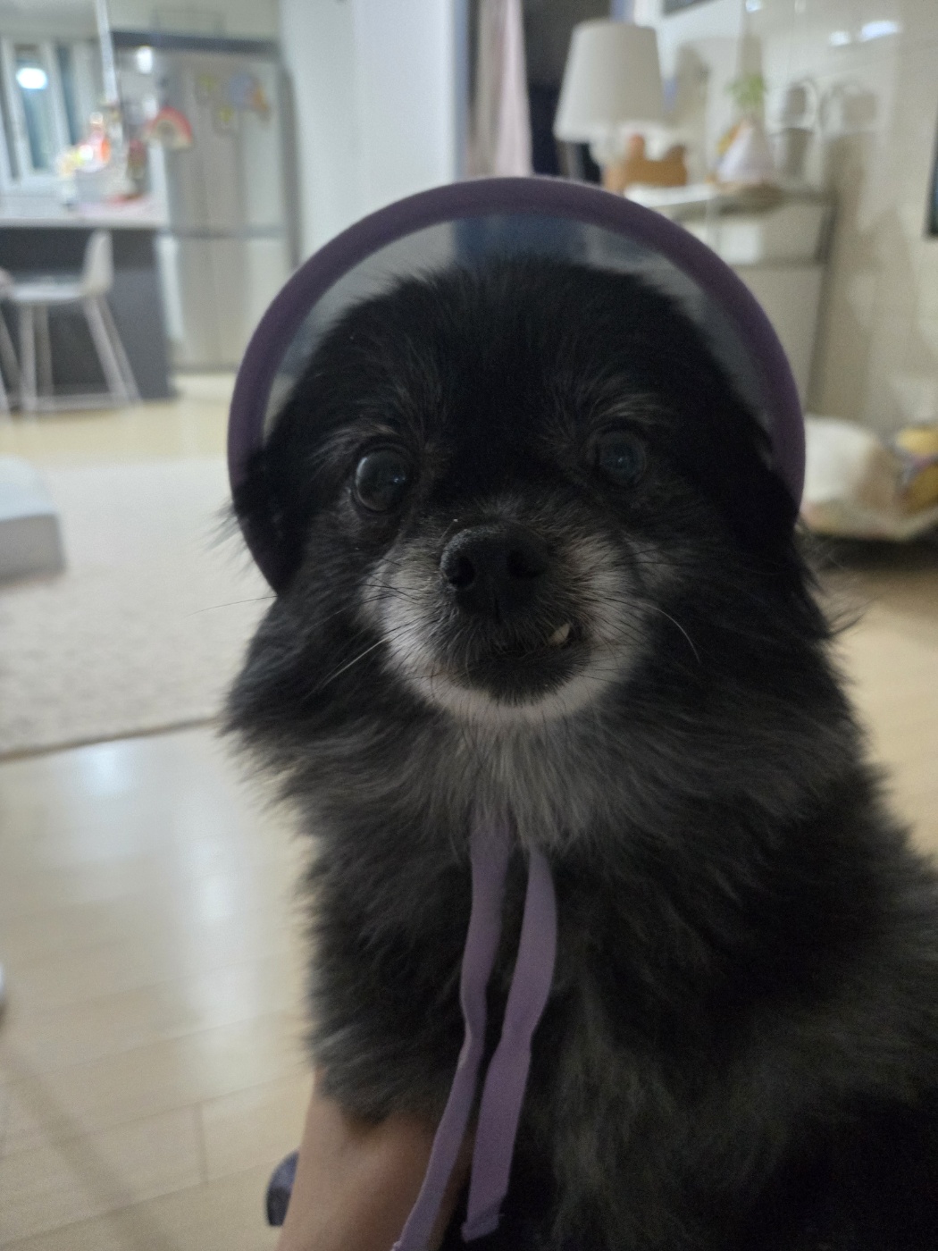 앙꼬(구.왕뽀) 임시보호 1년 후기