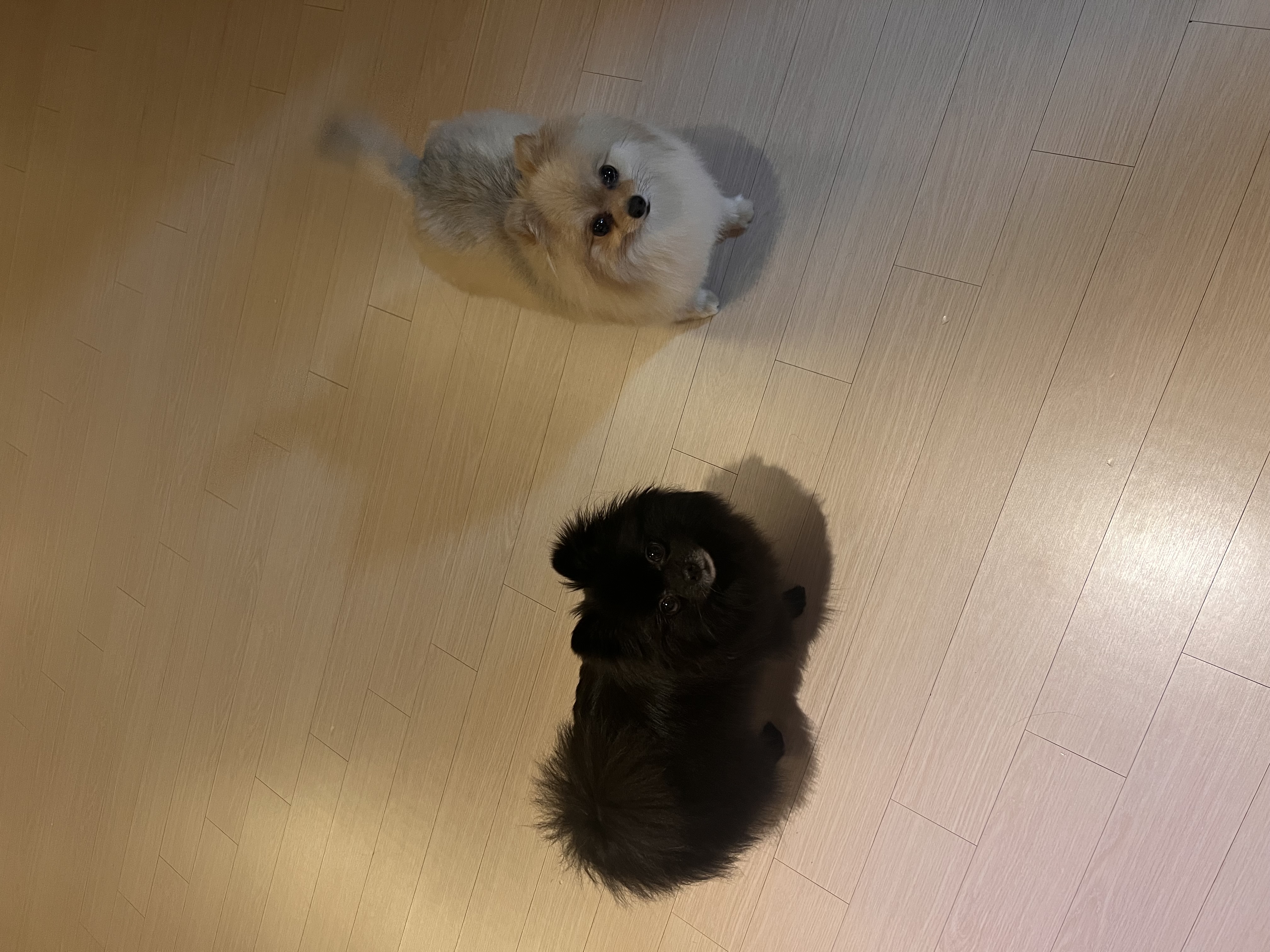 포5