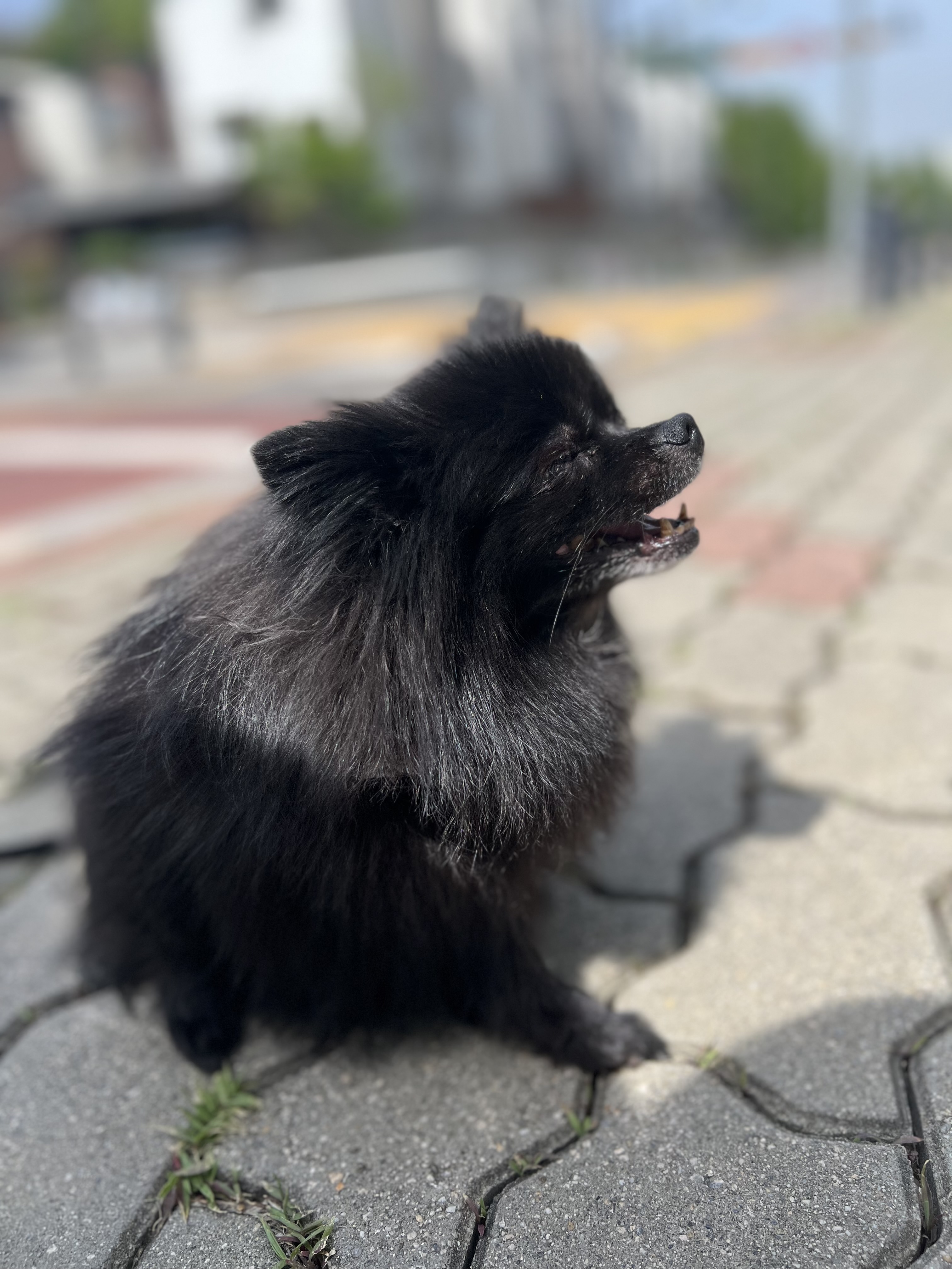 포5