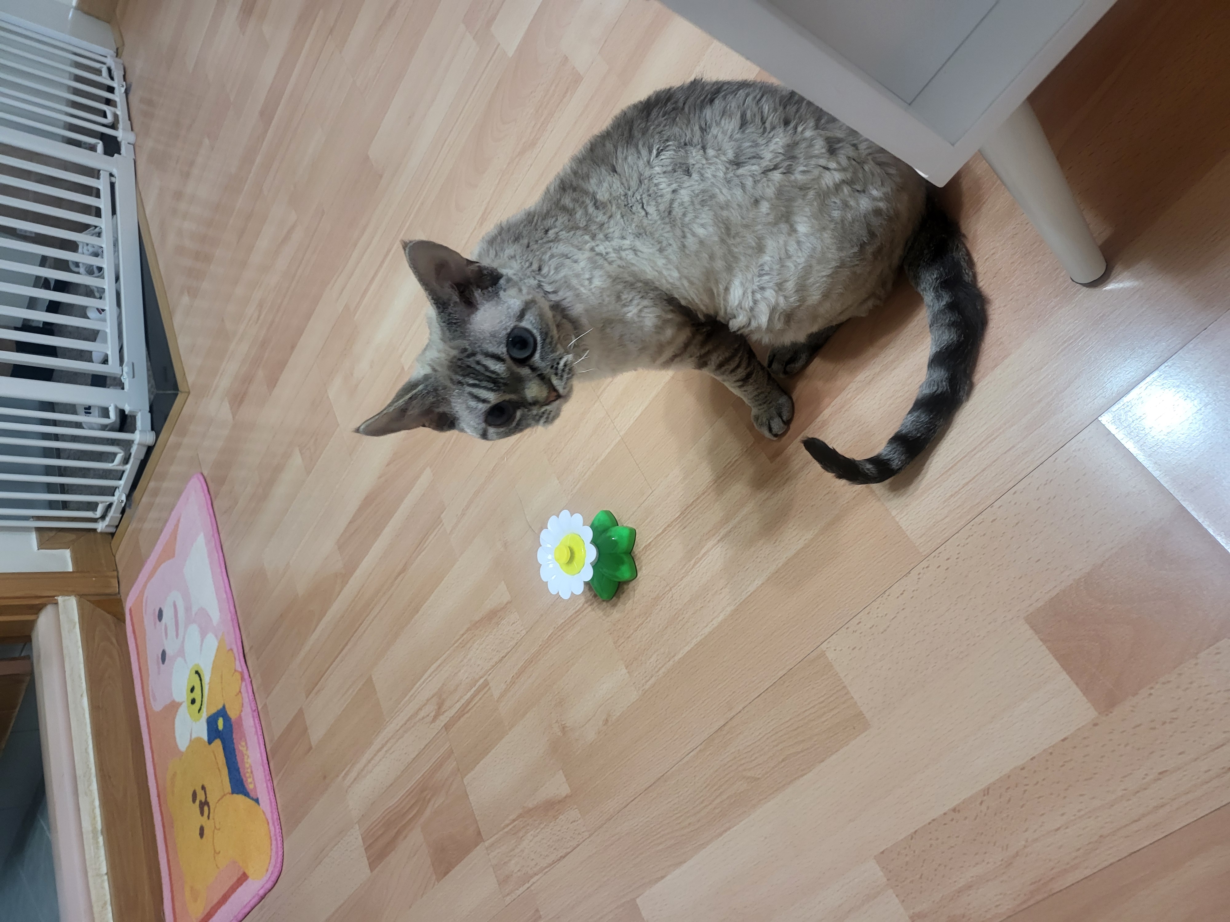 콘팡(펄)이와 함께한 일주일 동안의 이야기