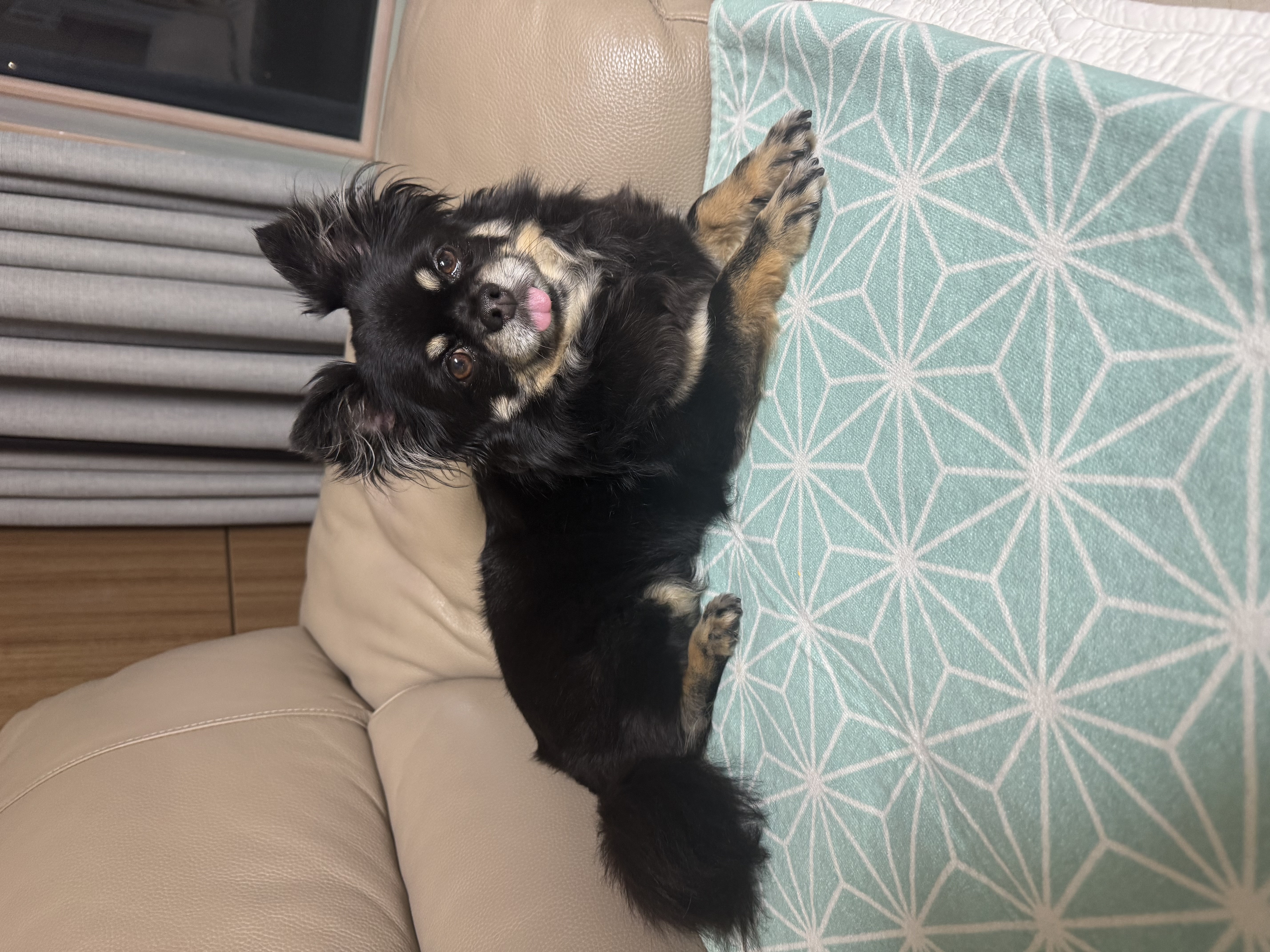 랩몬 임보 일주일 소식^^