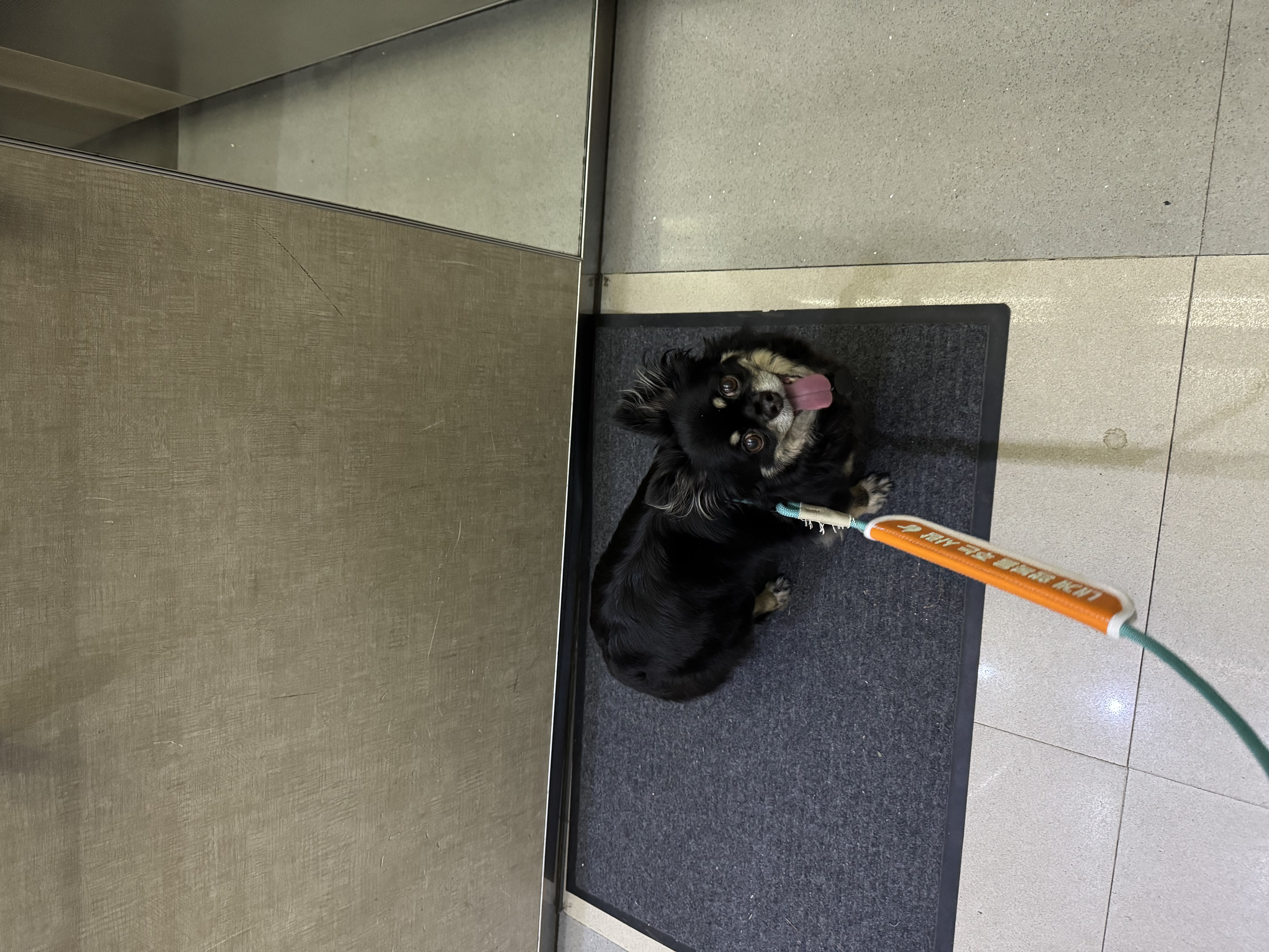 랩몬 임보 일주일 소식^^