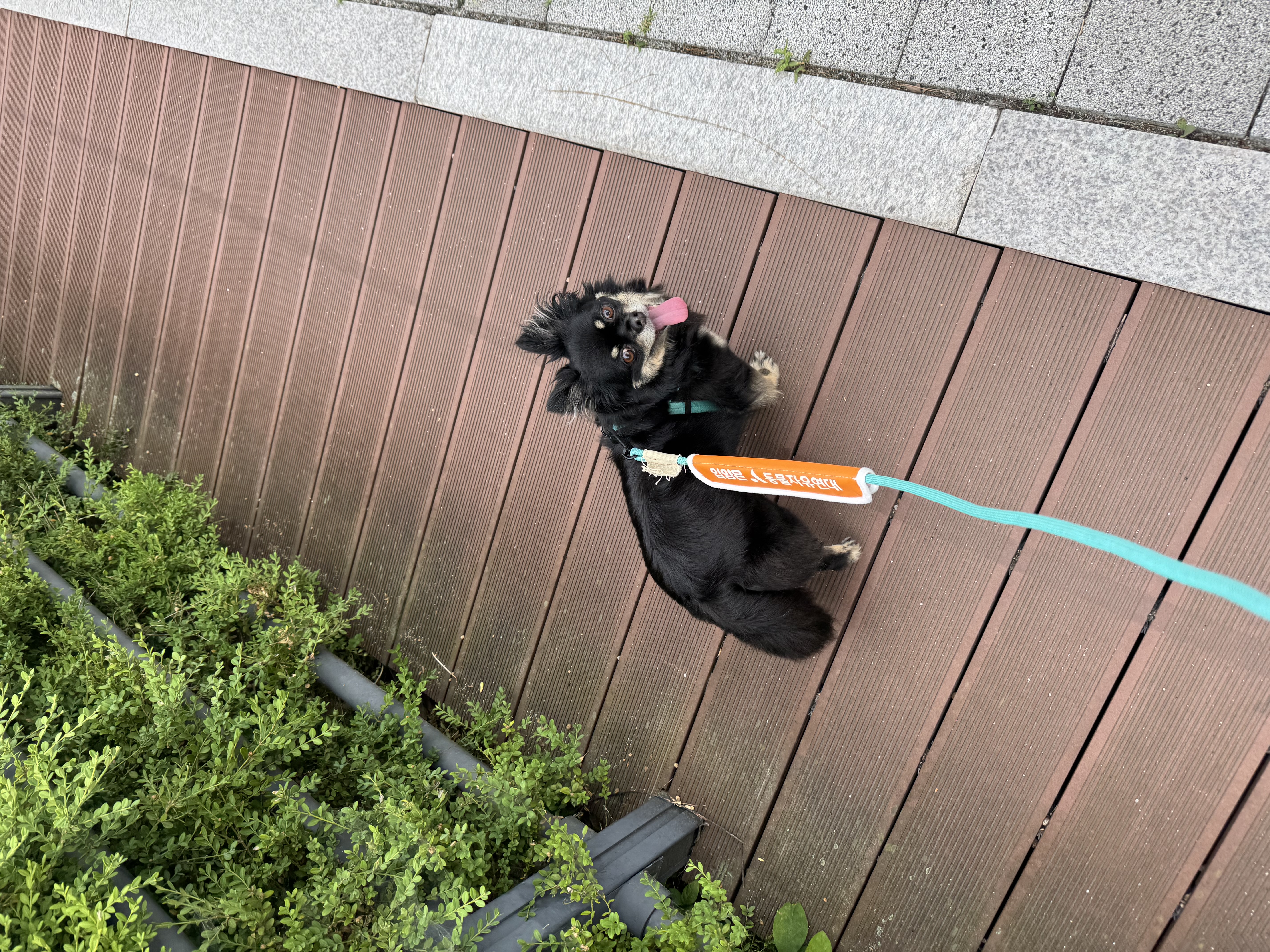 랩몬 임보 일주일 소식^^