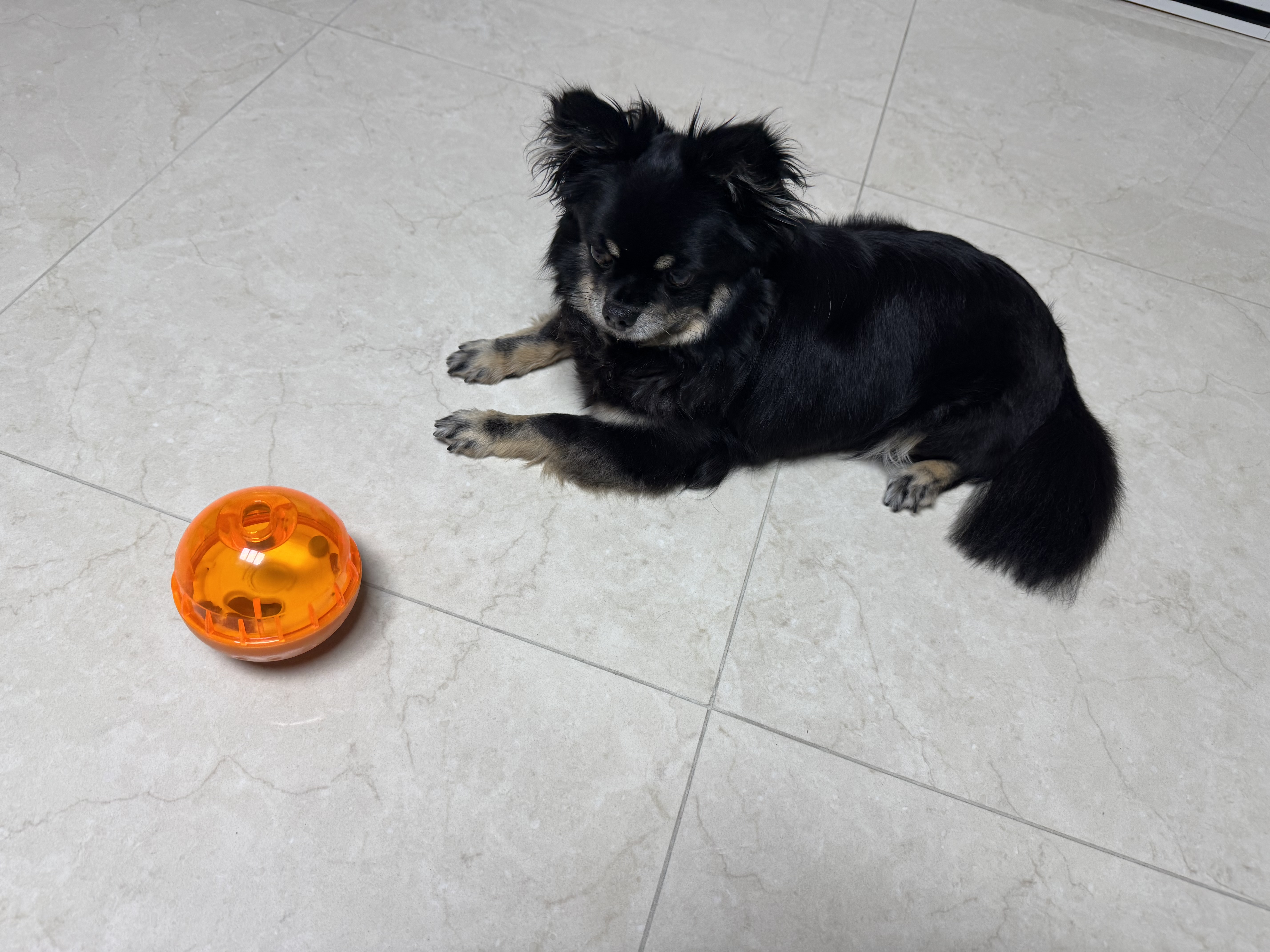 랩몬 임보 일주일 소식^^