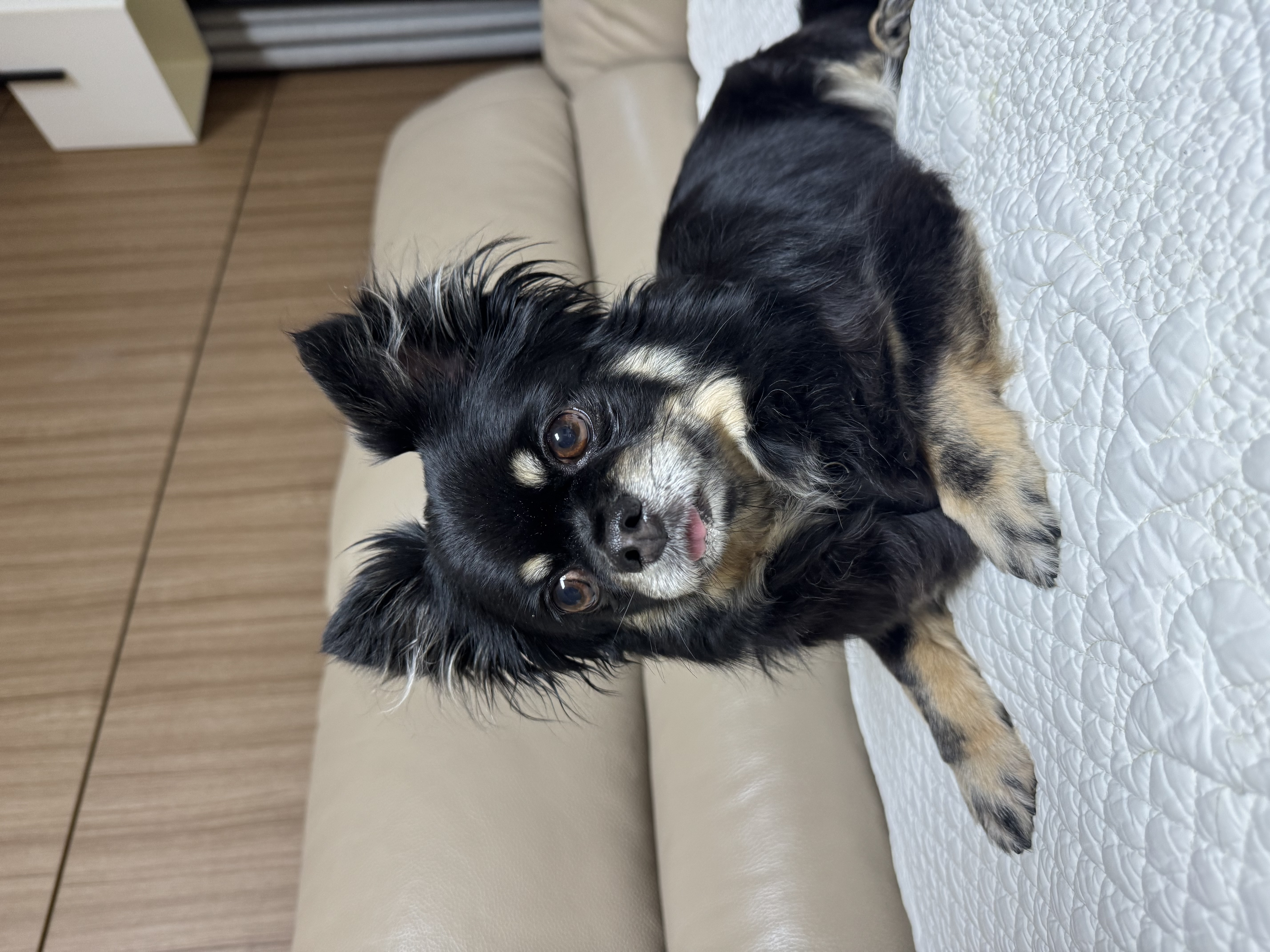 랩몬 임보 일주일 소식^^