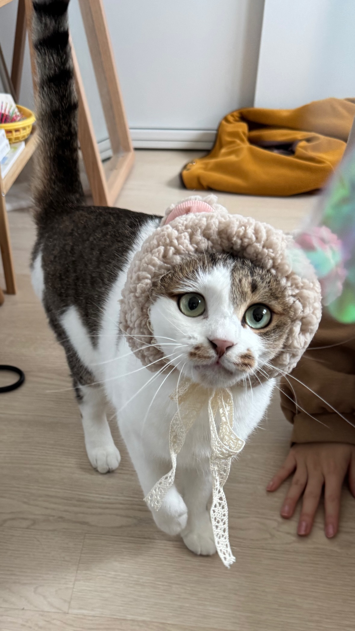 로지(이튼이) 입양 2년후기