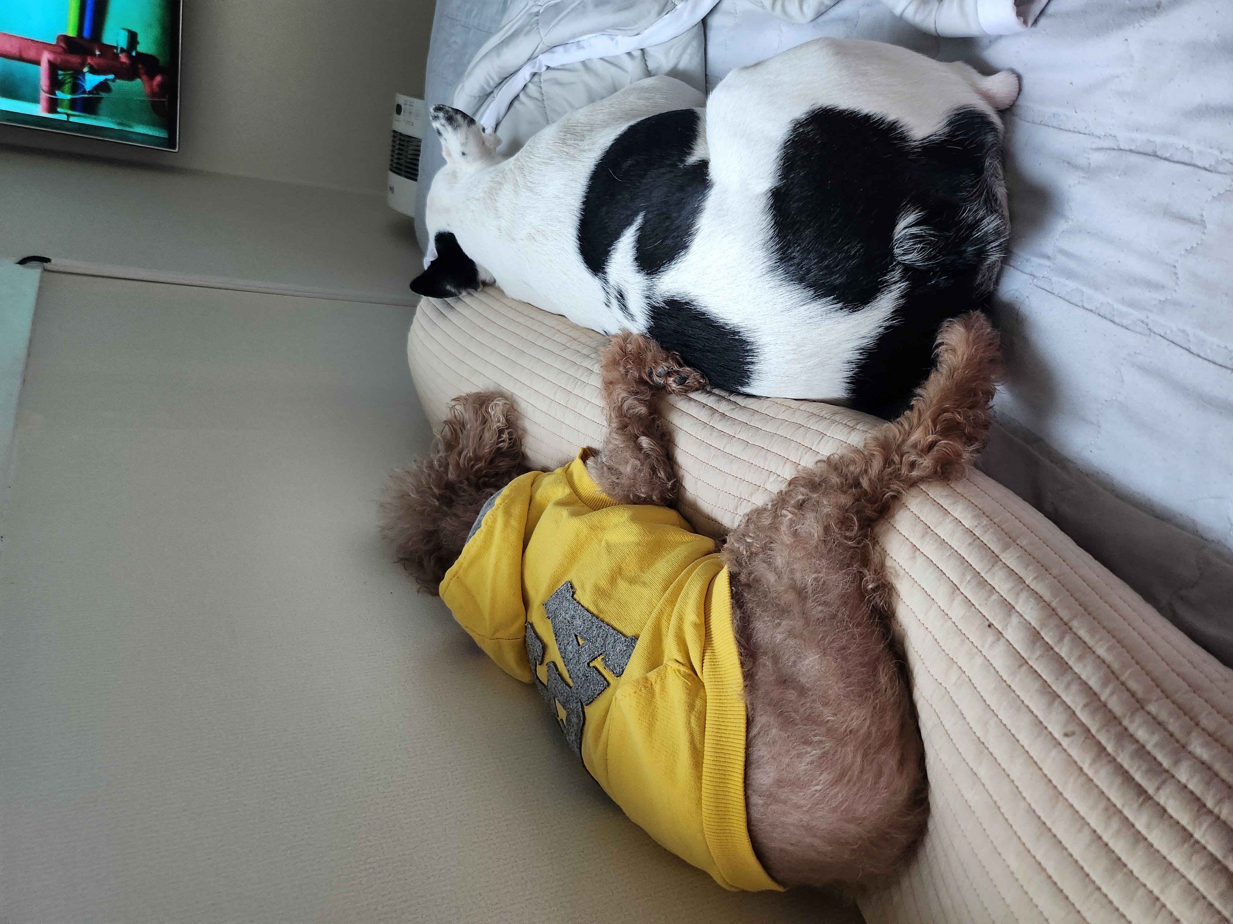 아인이(애디) 3년차 입양후기