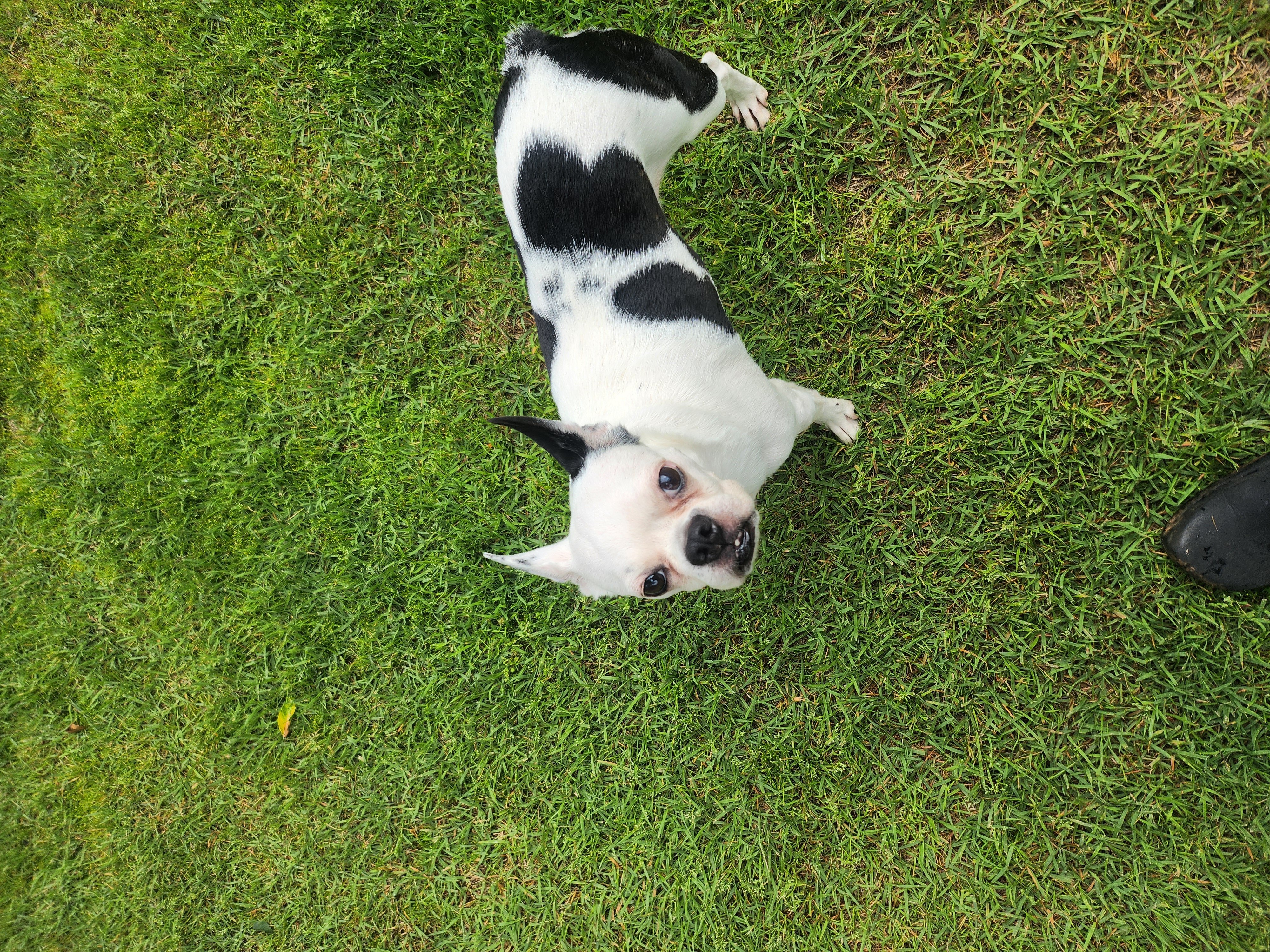 아인이(애디) 3년차 입양후기