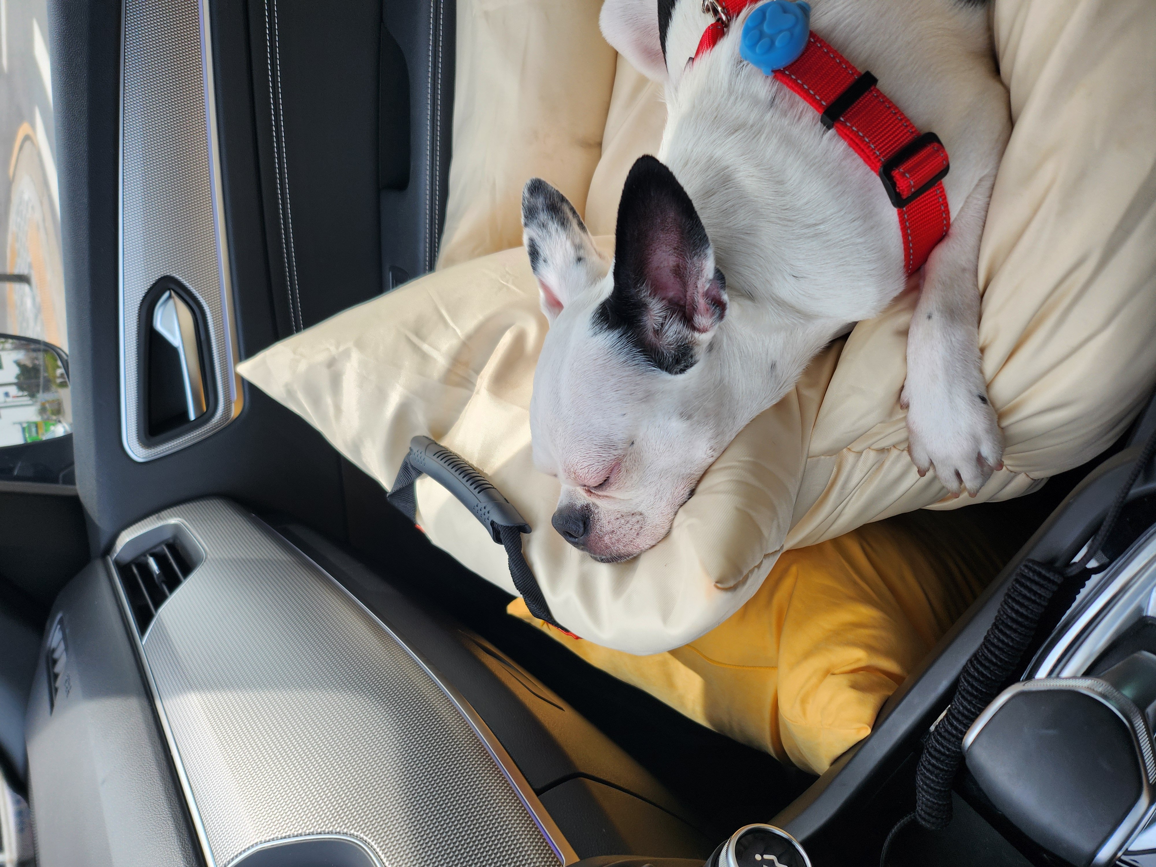 아인이(애디) 3년차 입양후기