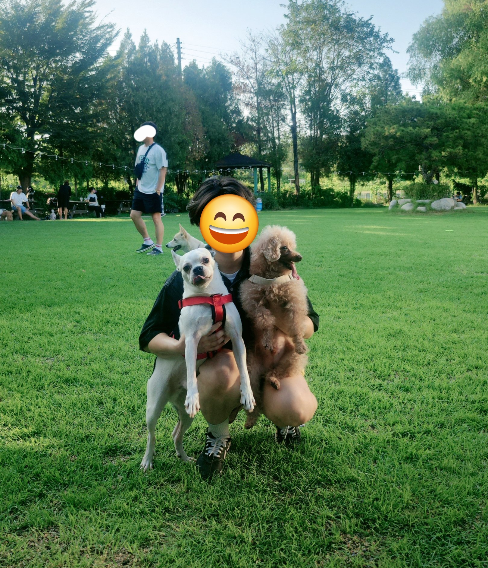 아인이(애디) 3년차 입양후기