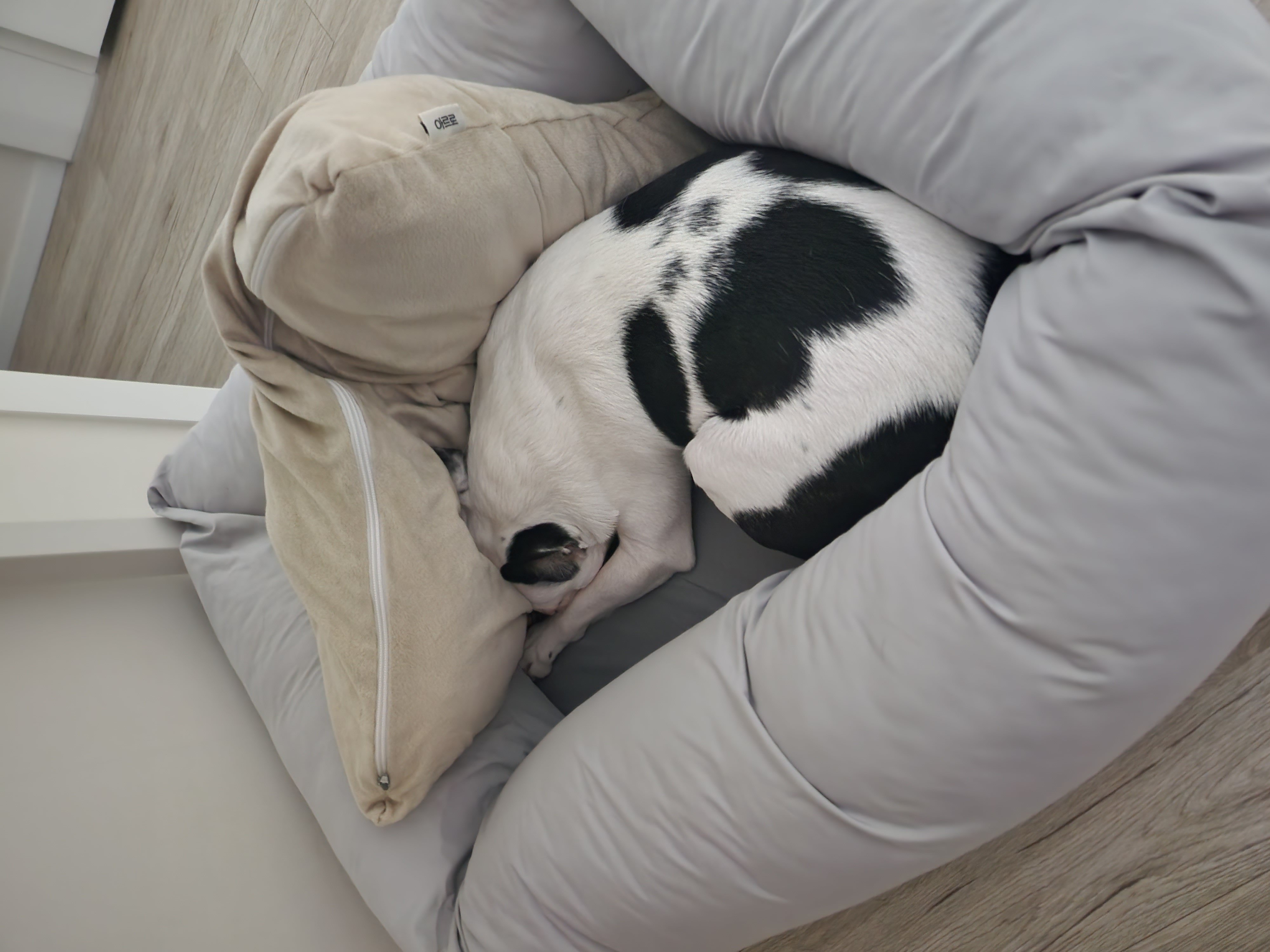 아인이(애디) 3년차 입양후기