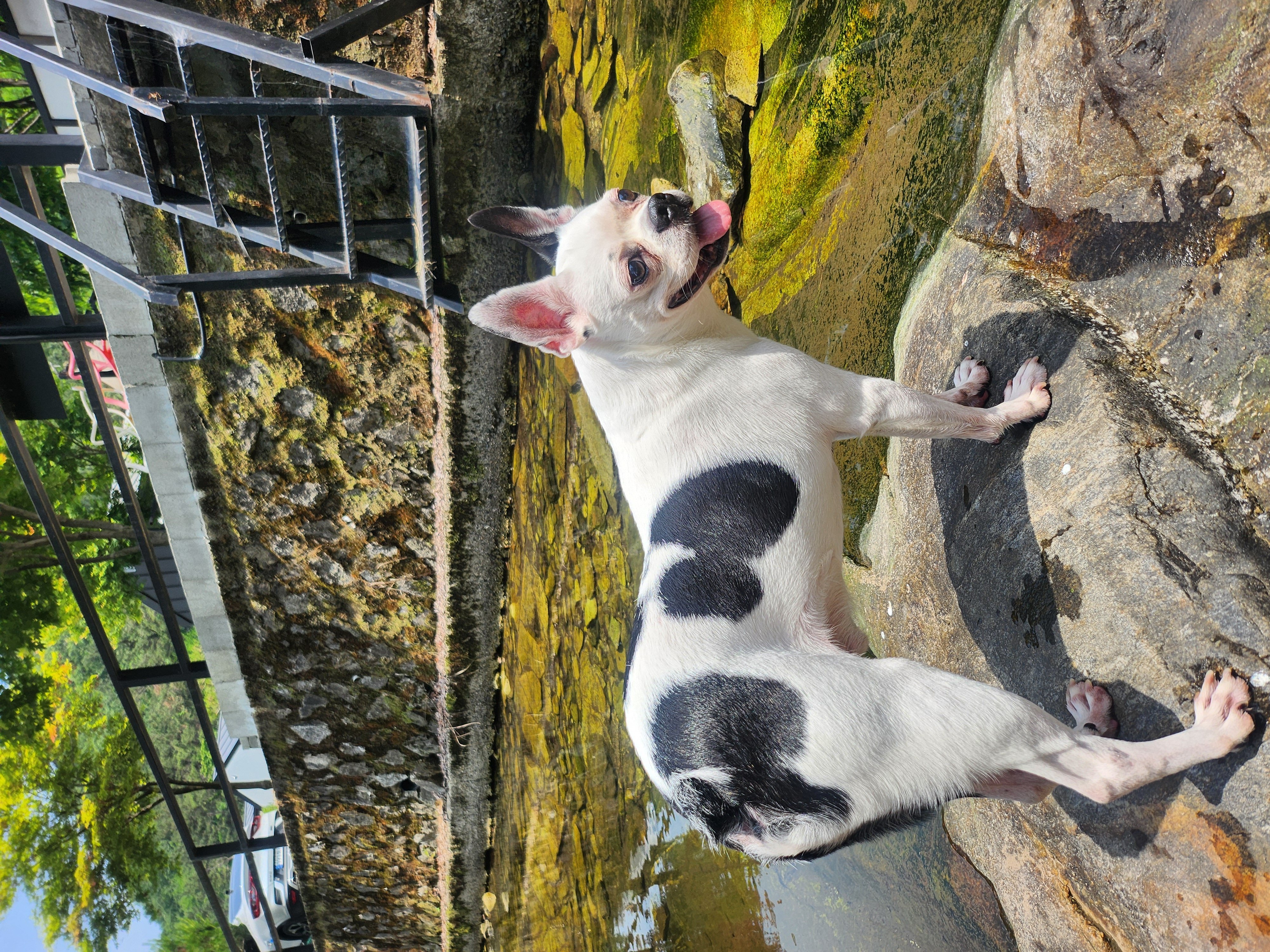 아인이(애디) 3년차 입양후기