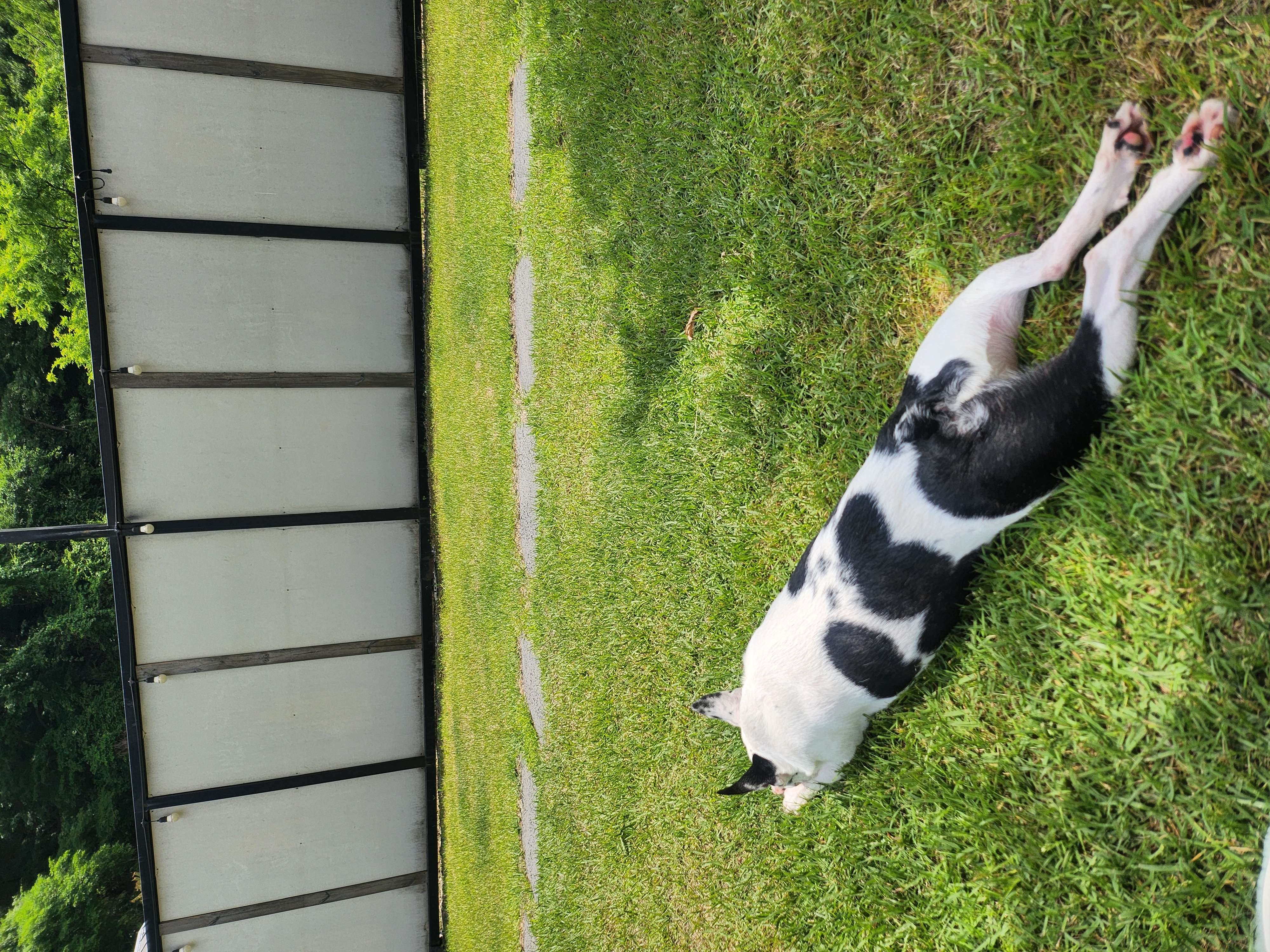 아인이(애디) 3년차 입양후기