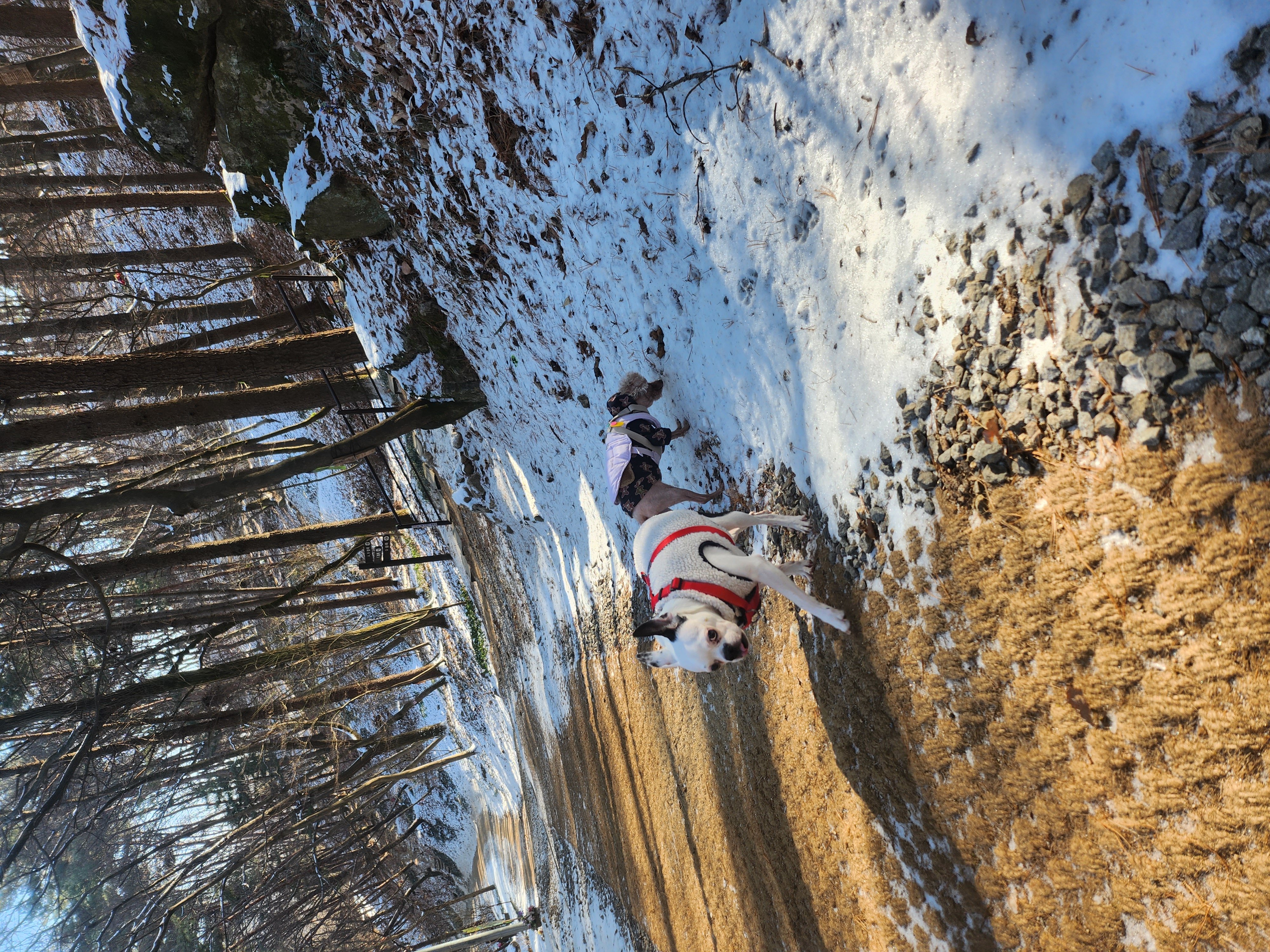 아인이(애디) 3년차 입양후기