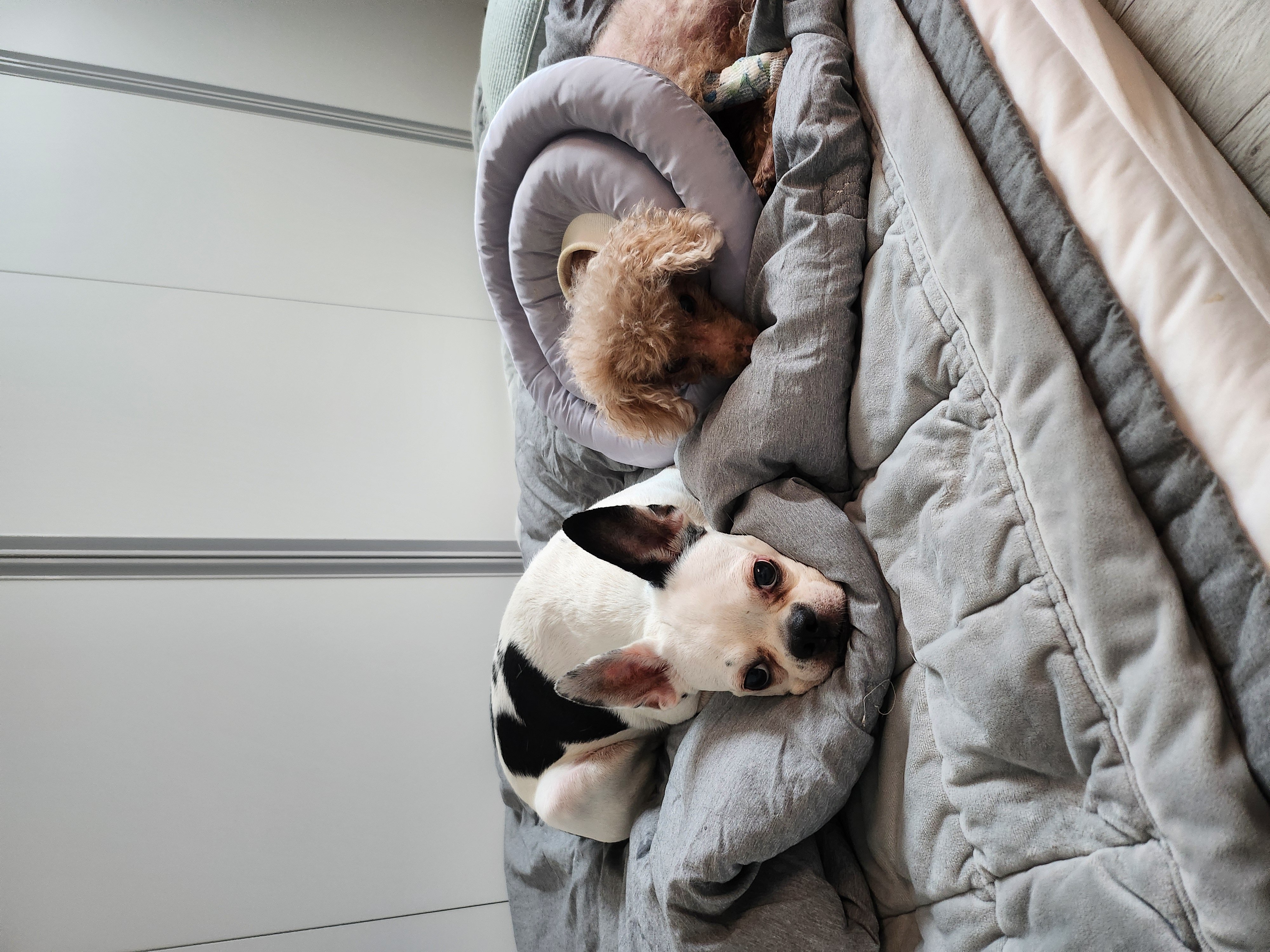 아인이(애디) 3년차 입양후기