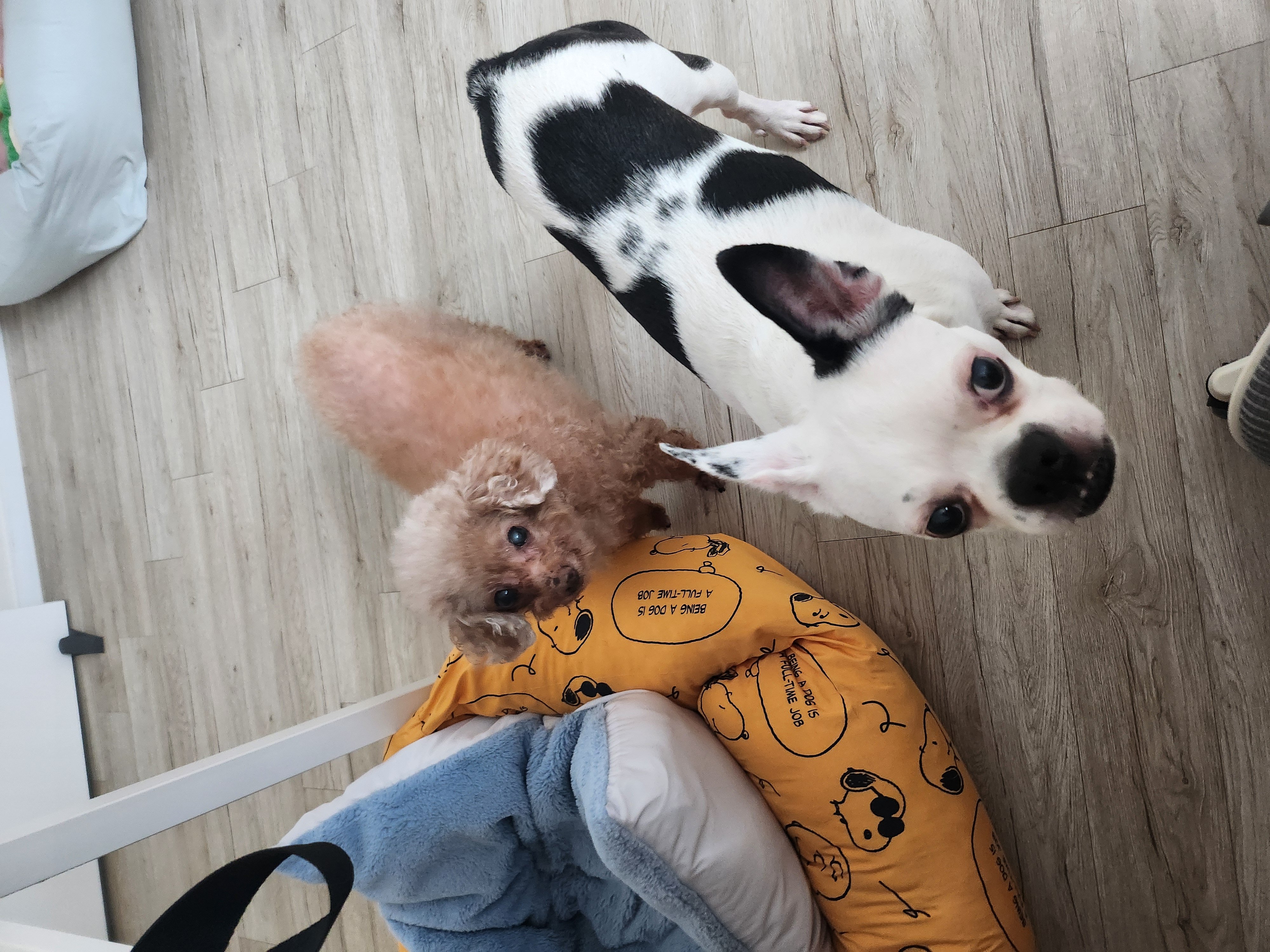 아인이(애디) 3년차 입양후기