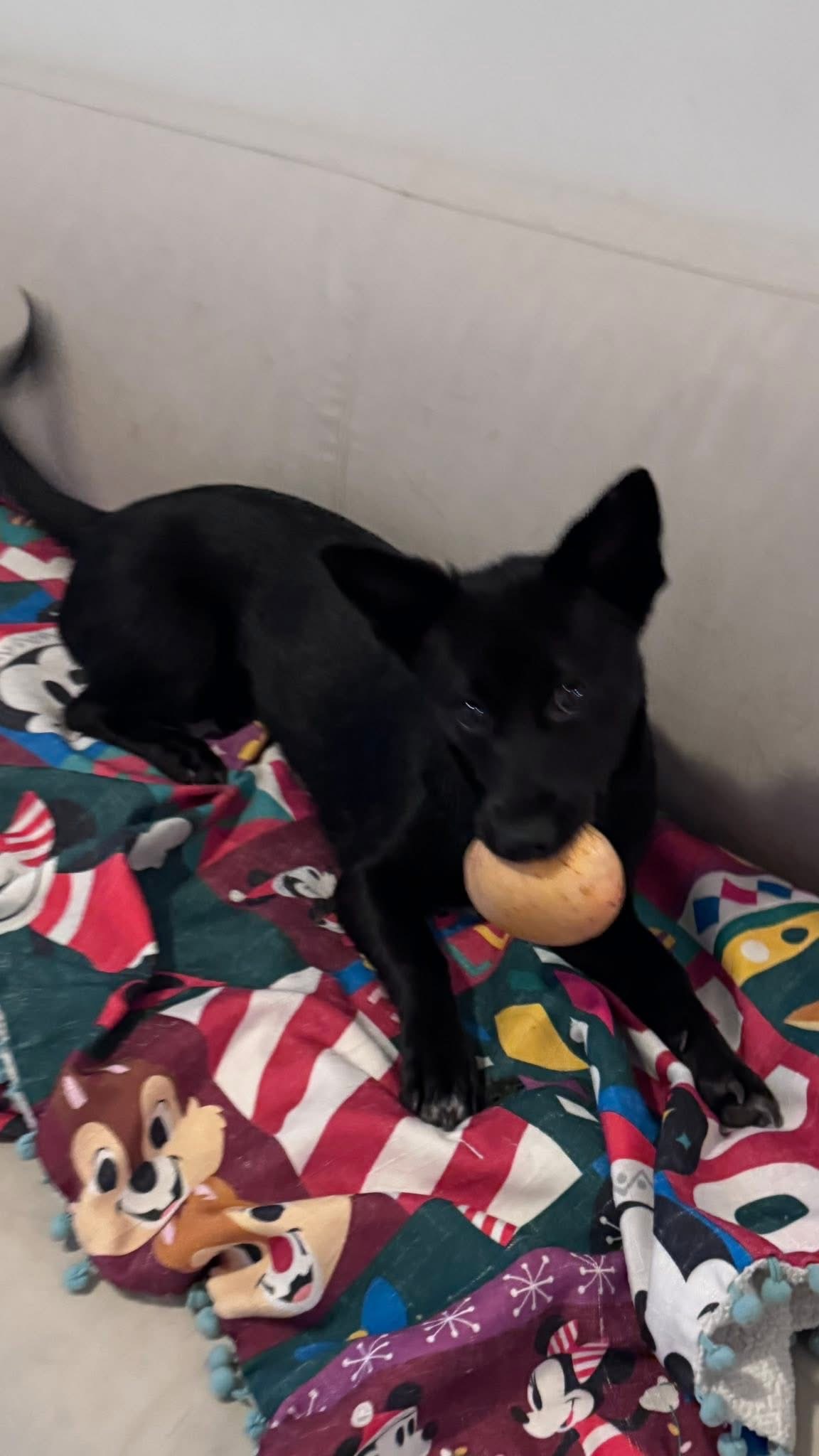 [해외입양] 캐나다 토론토에서 전해온 '대콩이' 소식💌