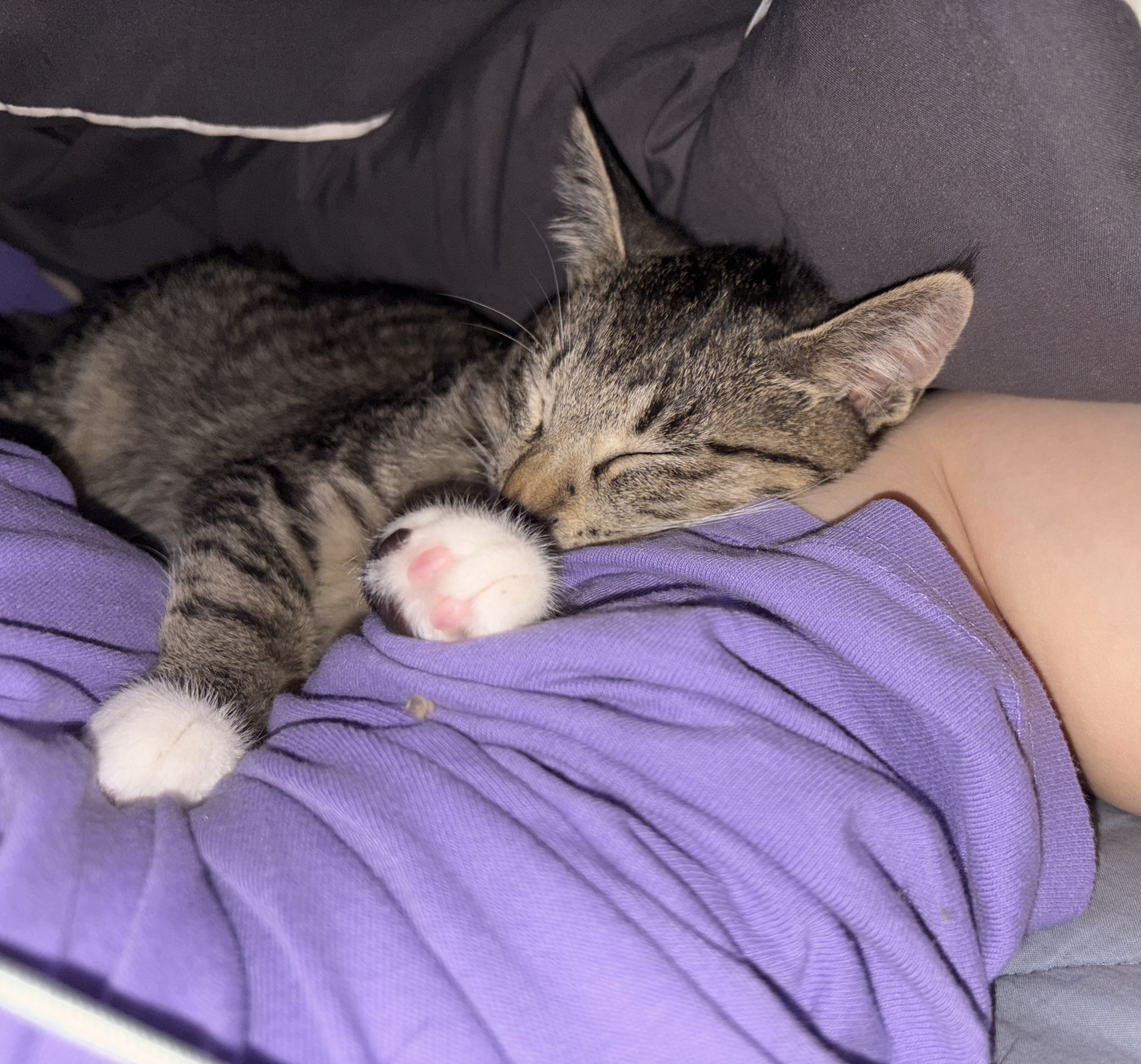 진하리 (구 애옹이) 입양 1개월차 후기 입니다!