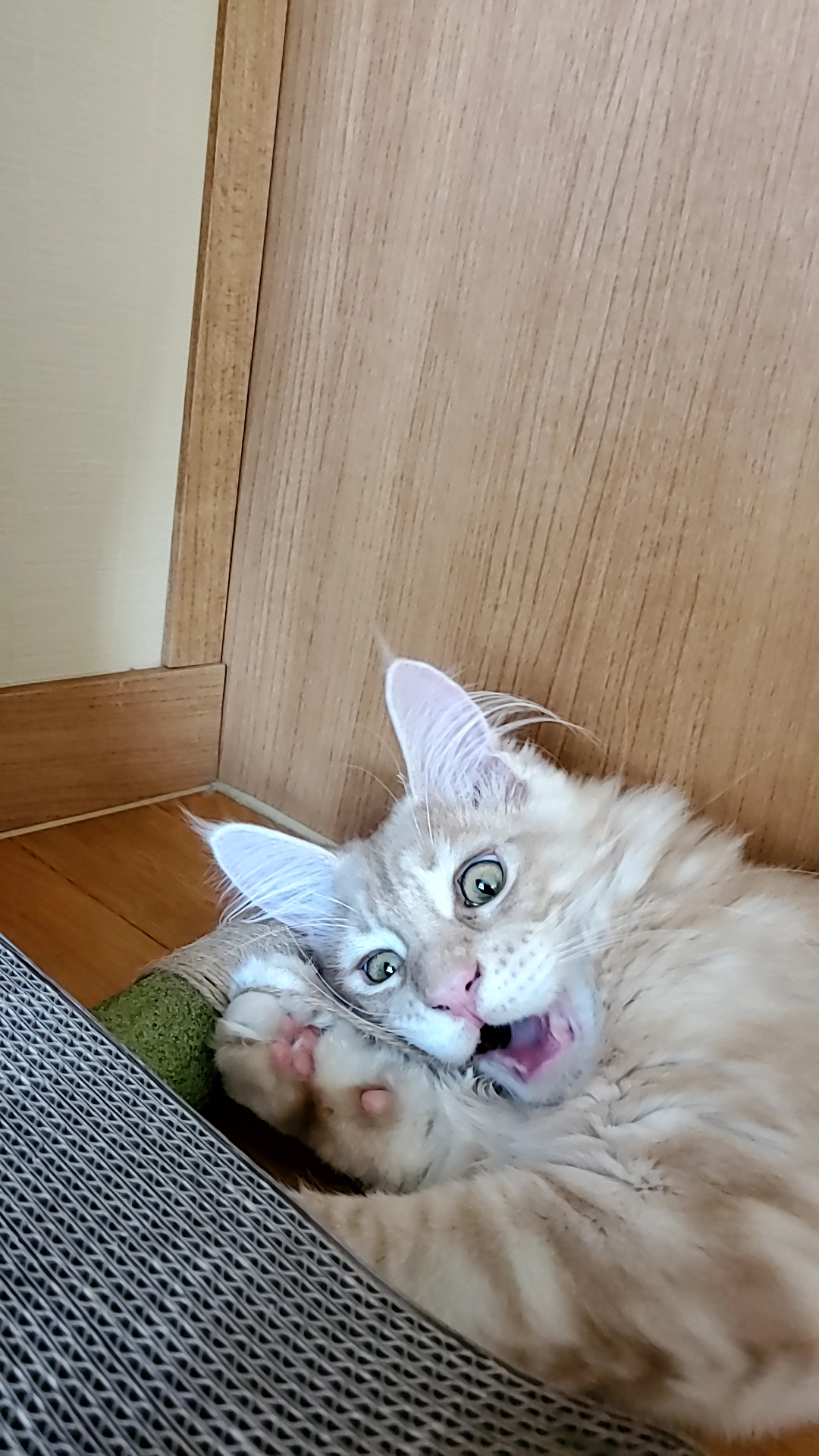 캣초딩이된 미키(라동이)