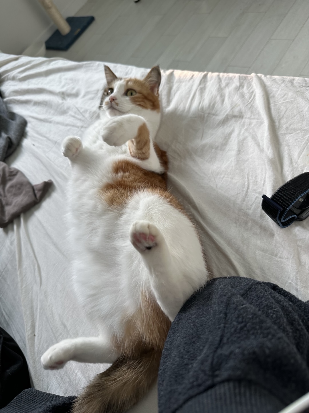 카모가 집에 온지 1년이 되었습니다.