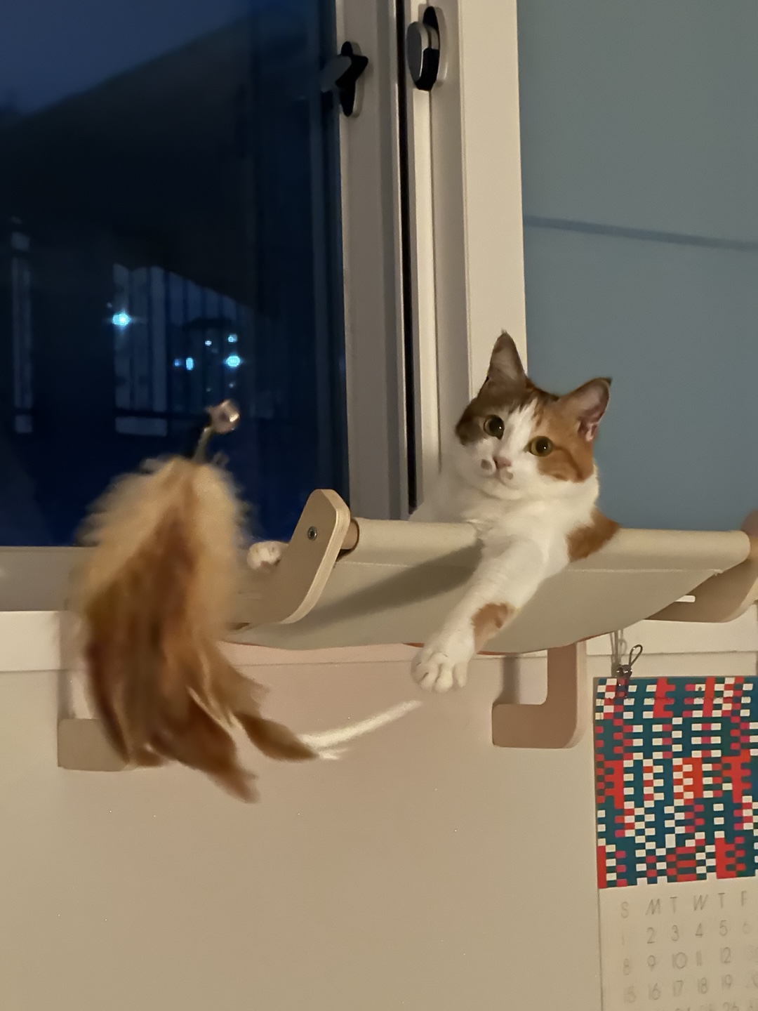 카모가 집에 온지 1년이 되었습니다.