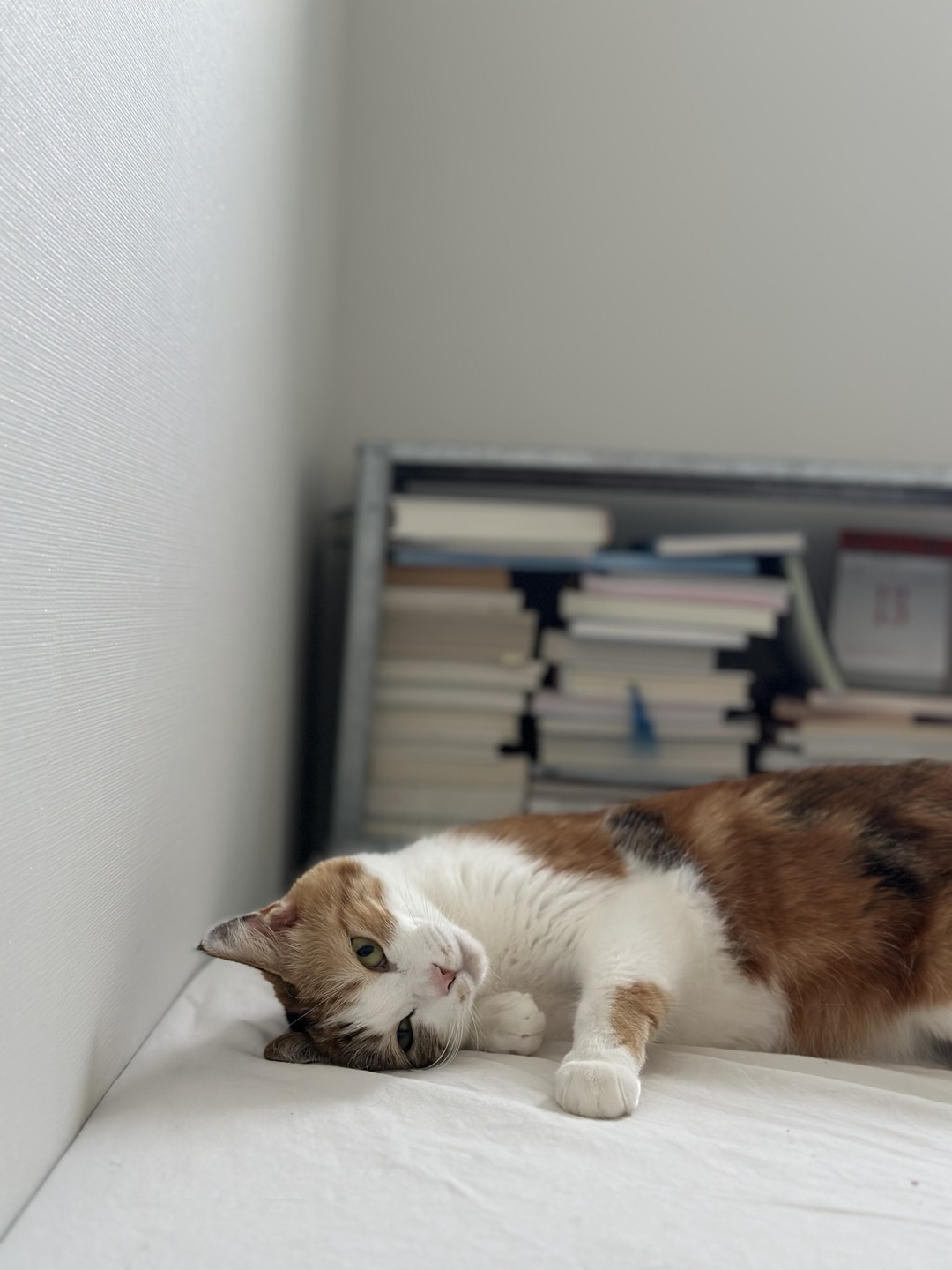 카모가 집에 온지 1년이 되었습니다.