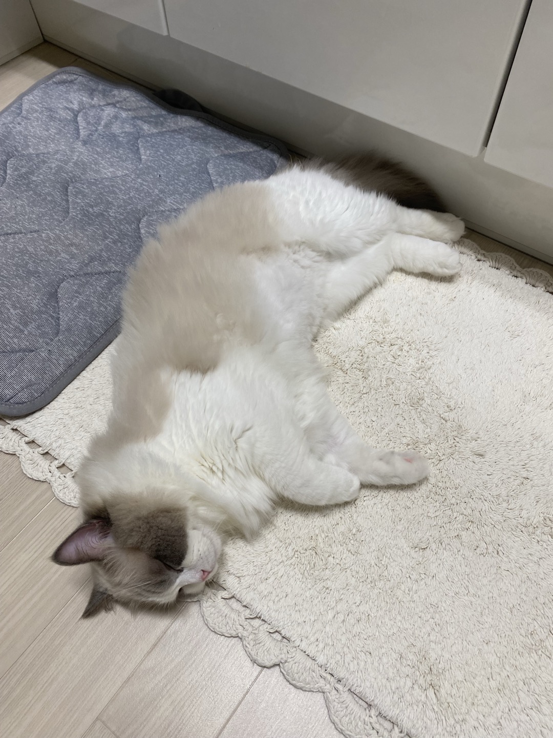 이로(우니) 입양 전제 임시보호 두 달