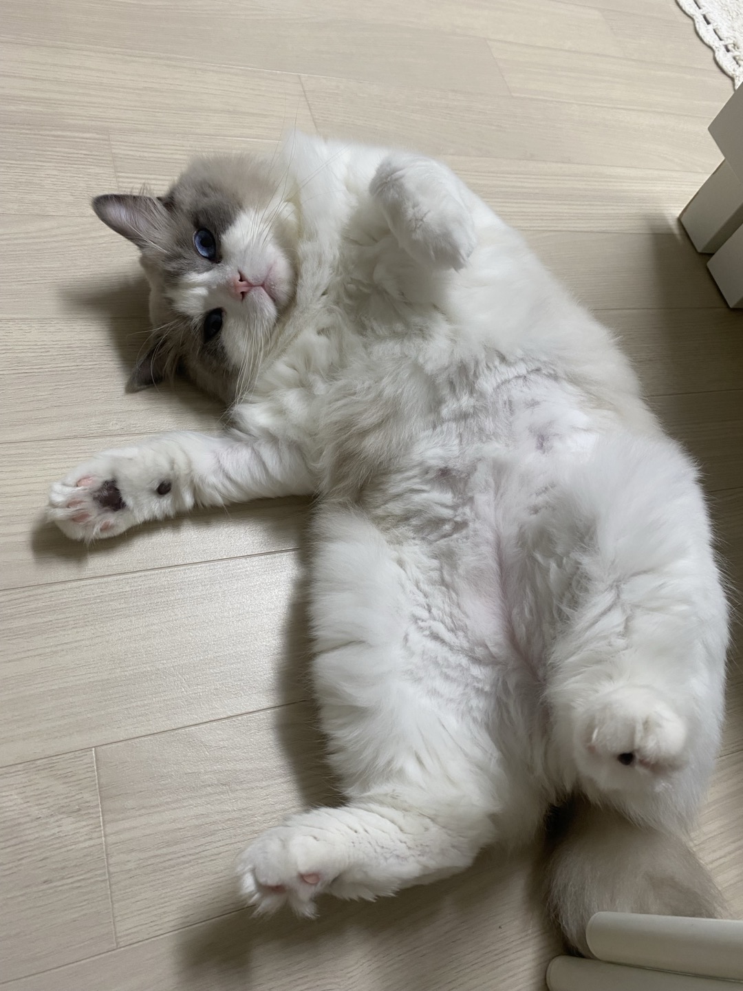 이로(우니) 입양 전제 임시보호 두 달