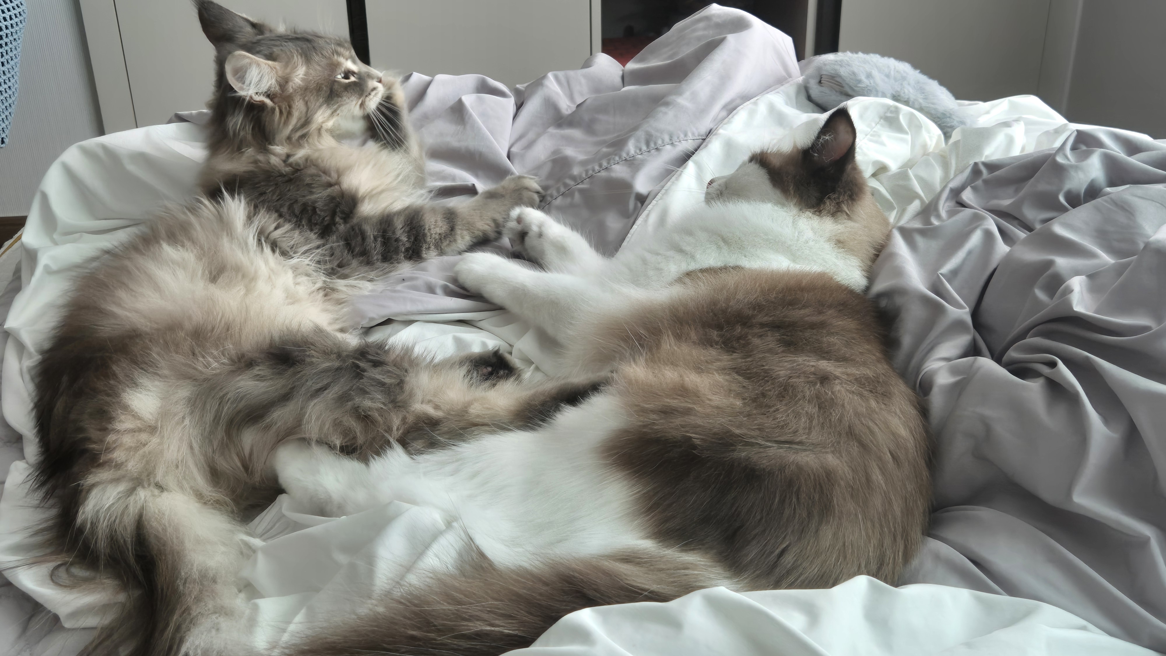 입양한지 한달이 된 미식가 고양이, 미미