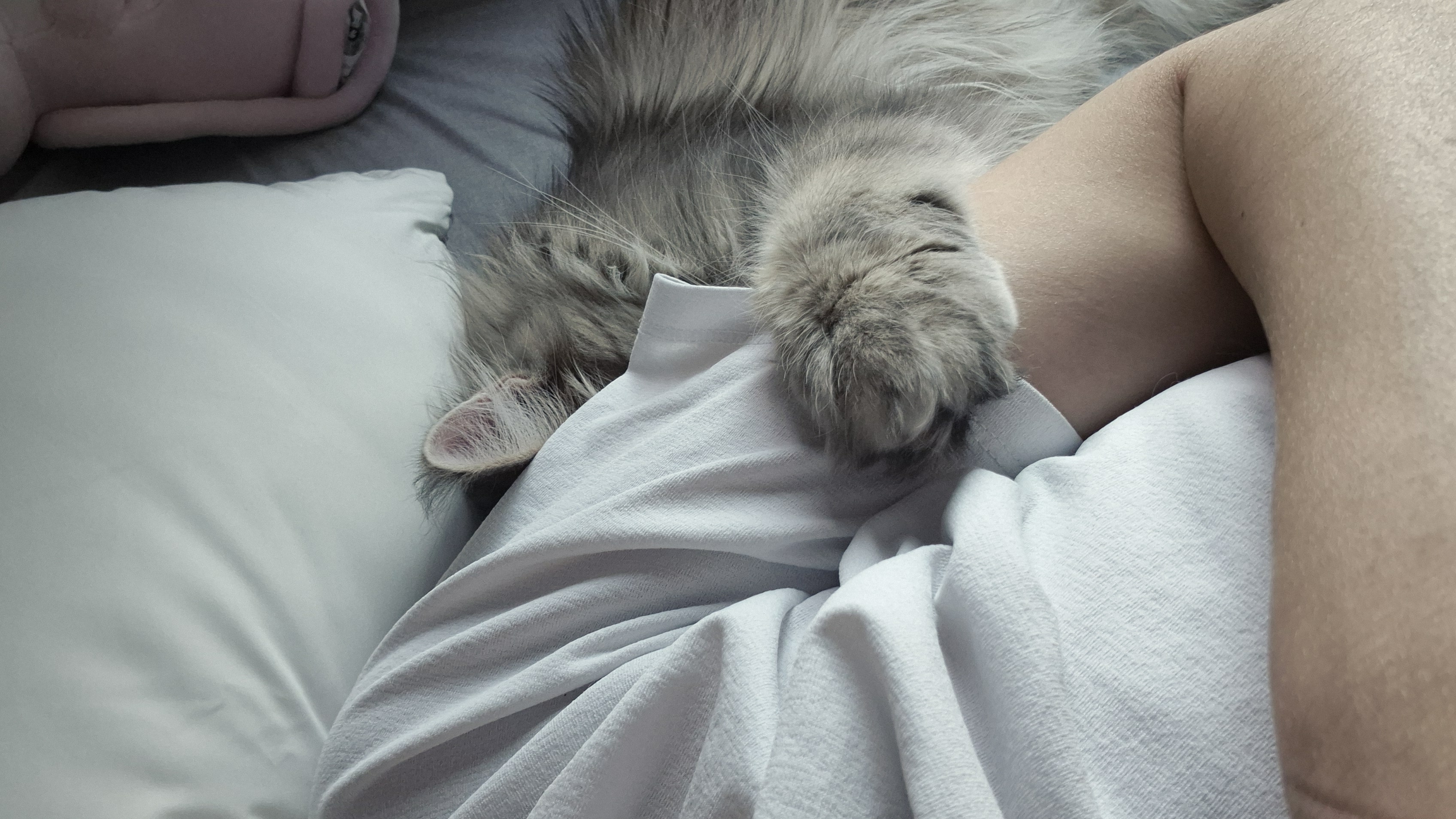 입양한지 한달이 된 미식가 고양이, 미미