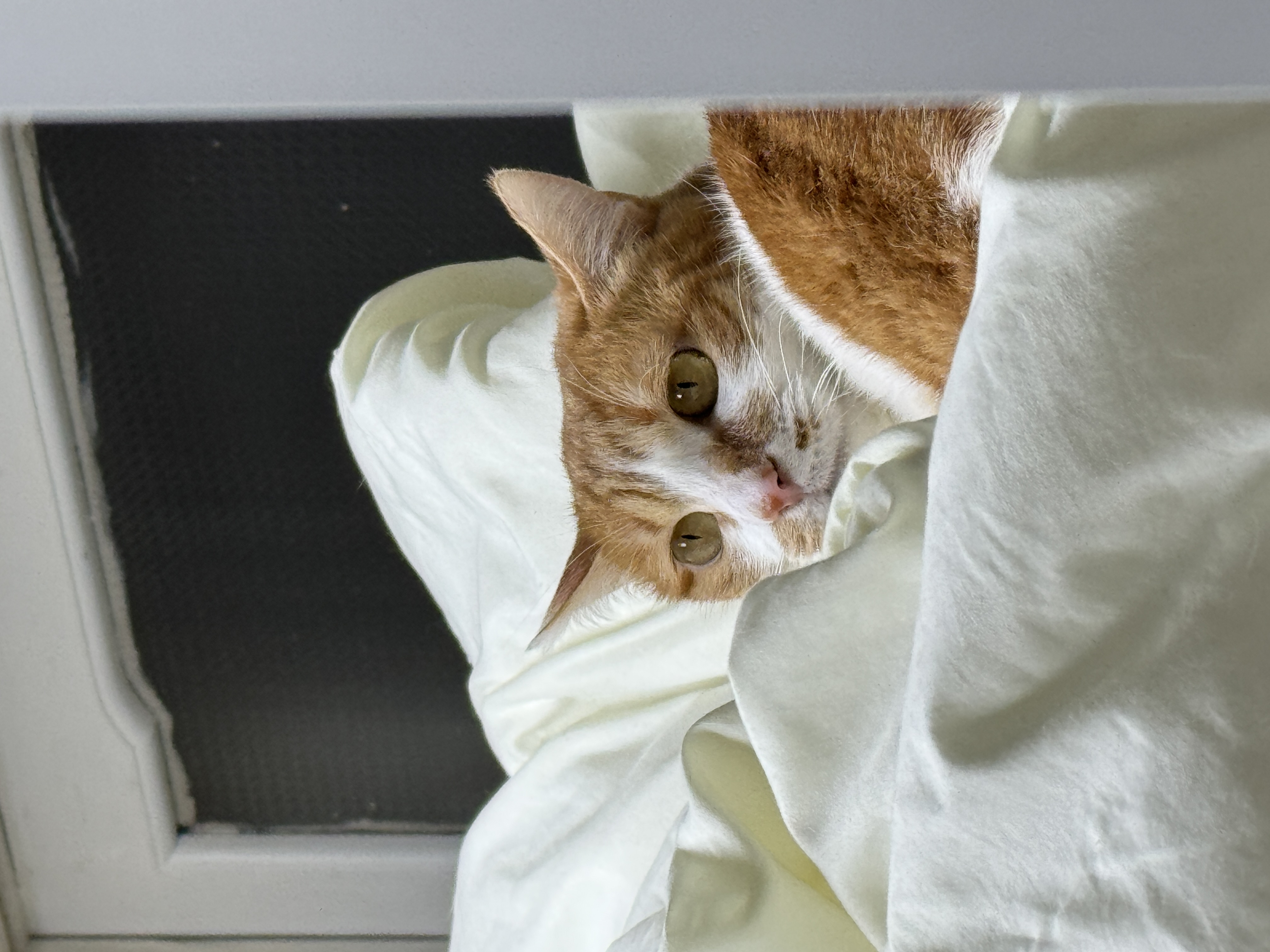 하루(구 윤슬이) 입양 1년 후기