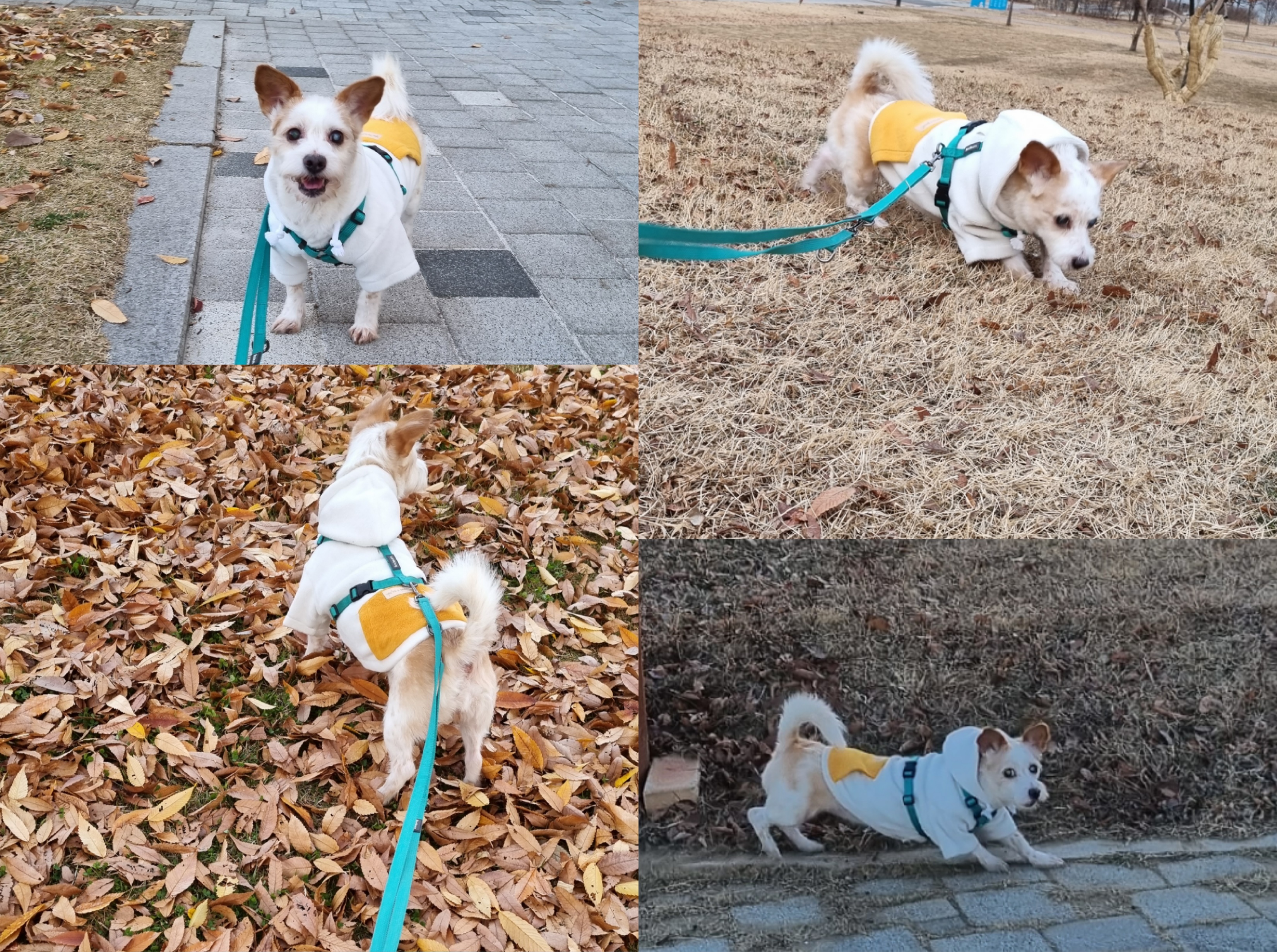 도비(랑이) 무지개 다리 건너 강아지별로 돌아갔습니다.