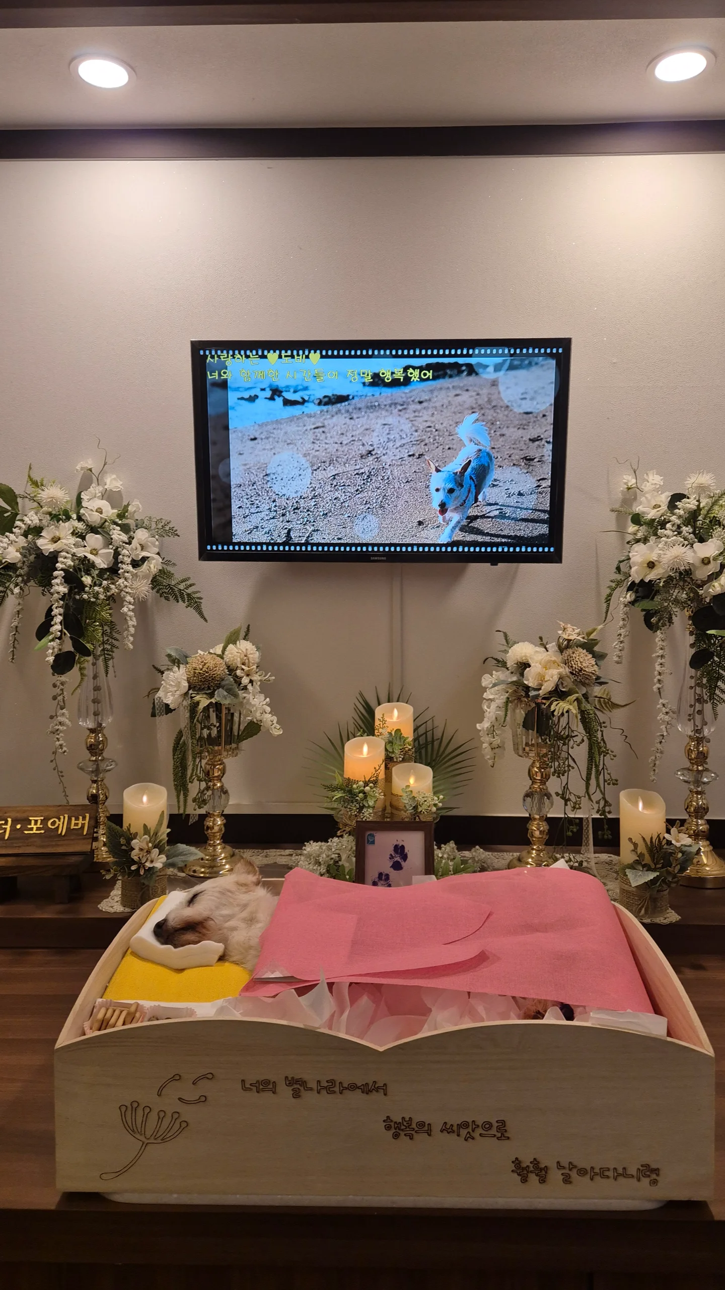 도비(랑이) 무지개 다리 건너 강아지별로 돌아갔습니다.