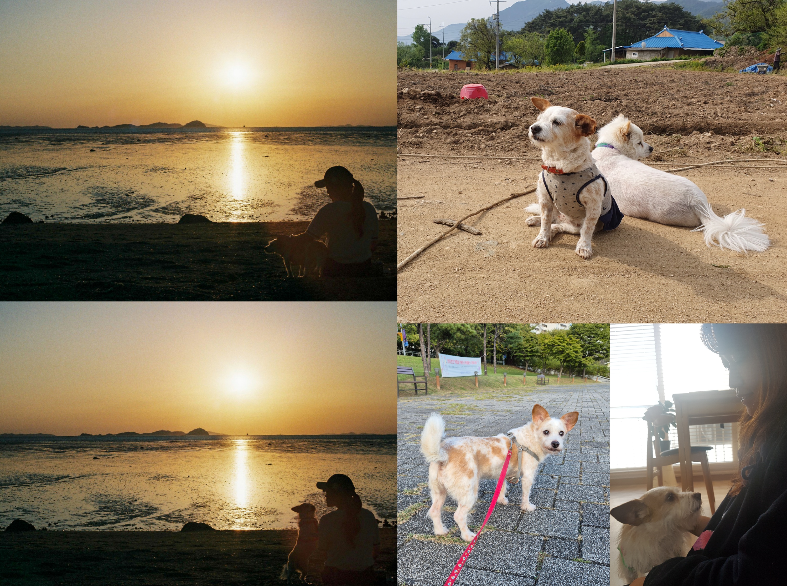 도비(랑이) 무지개 다리 건너 강아지별로 돌아갔습니다.