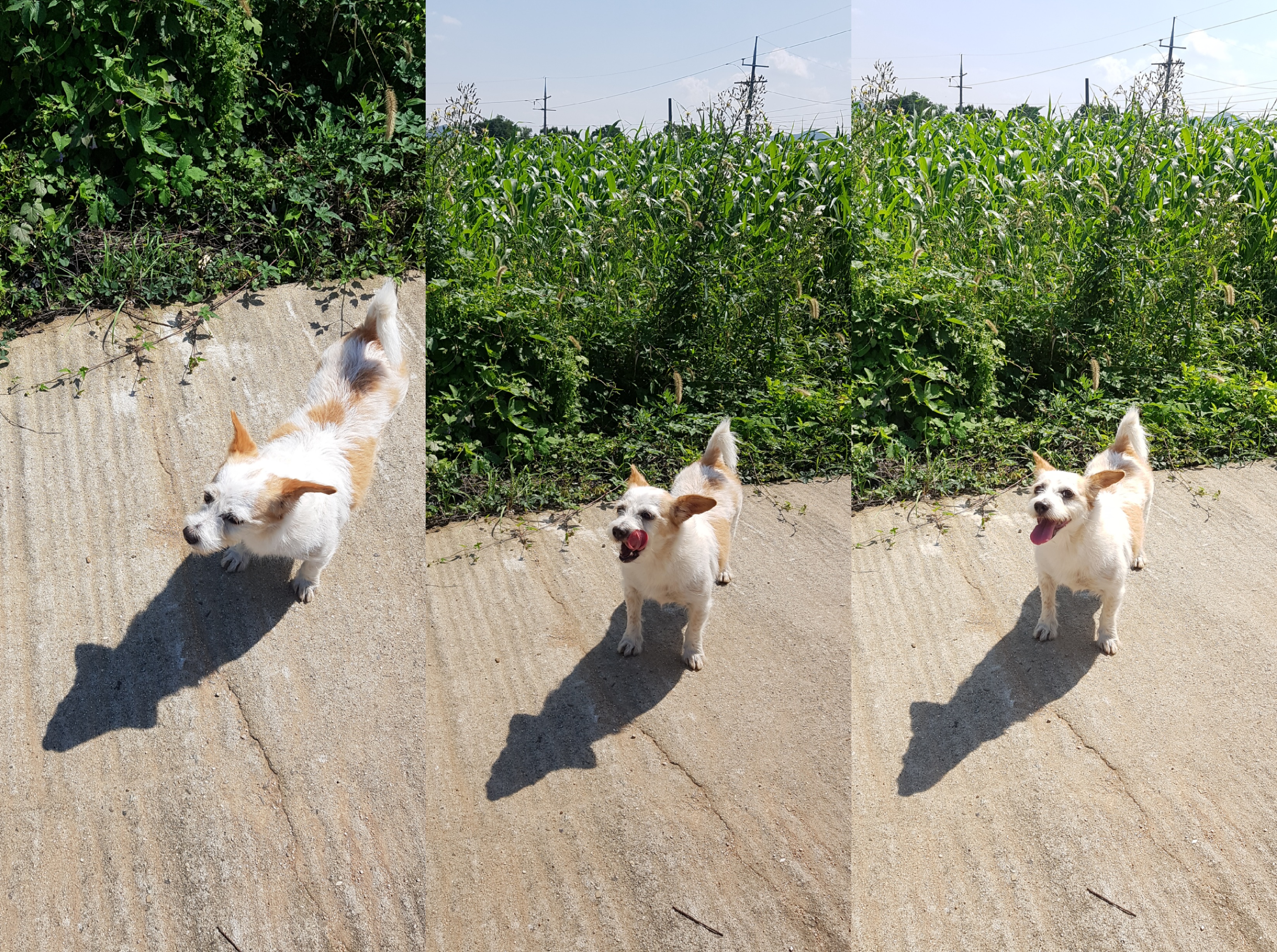 도비(랑이) 무지개 다리 건너 강아지별로 돌아갔습니다.