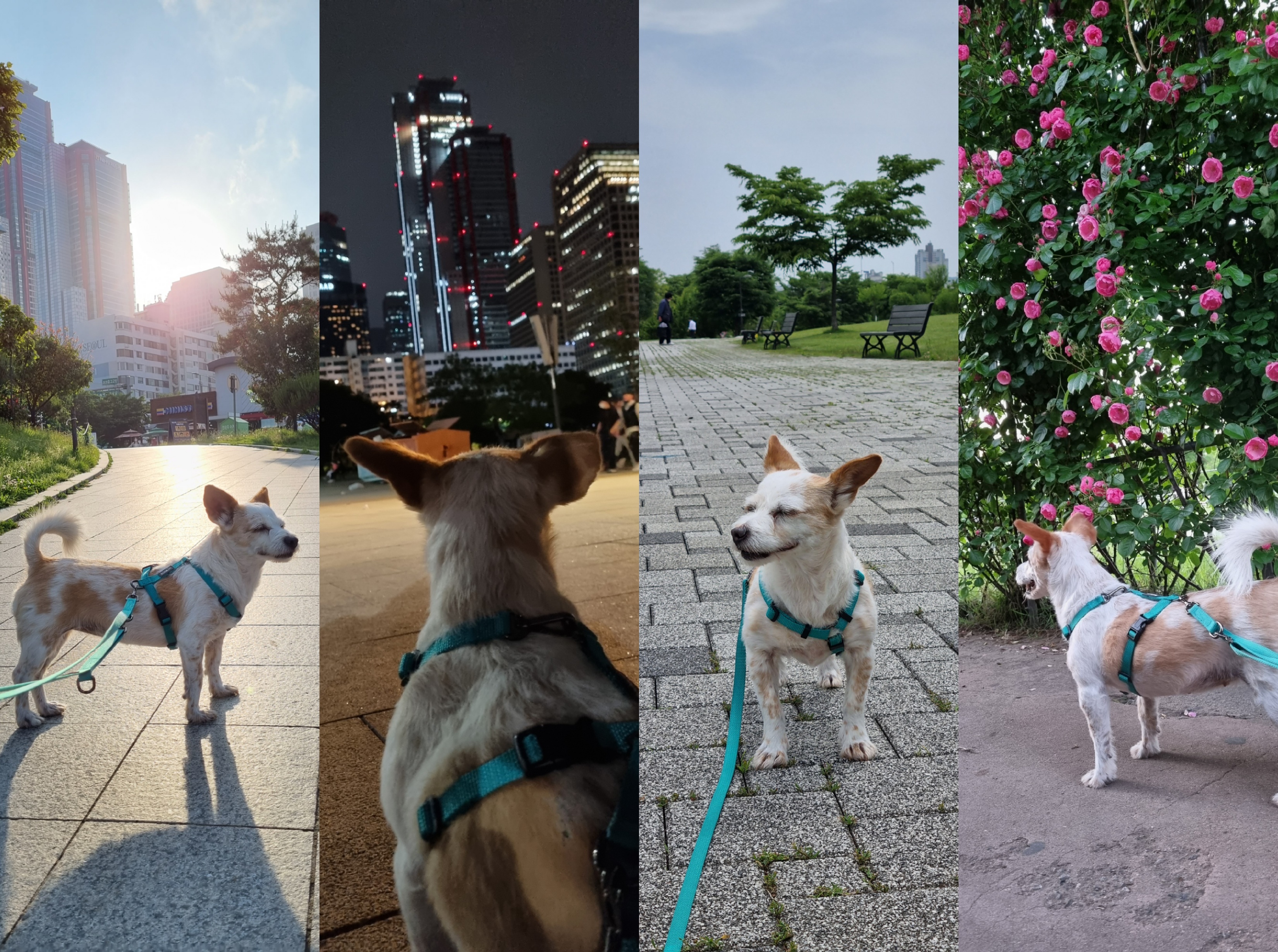 도비(랑이) 무지개 다리 건너 강아지별로 돌아갔습니다.