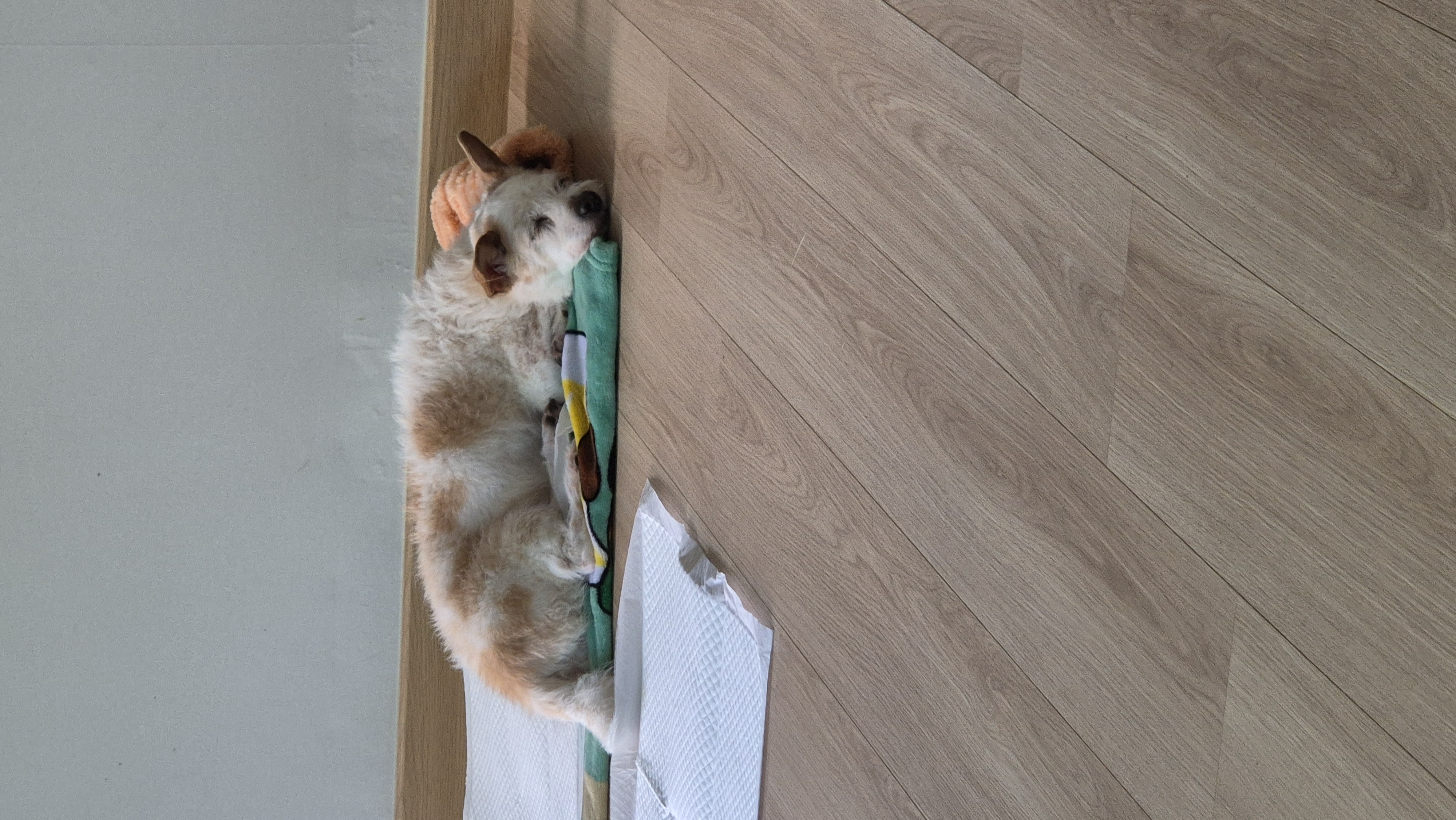 도비(랑이) 무지개 다리 건너 강아지별로 돌아갔습니다.