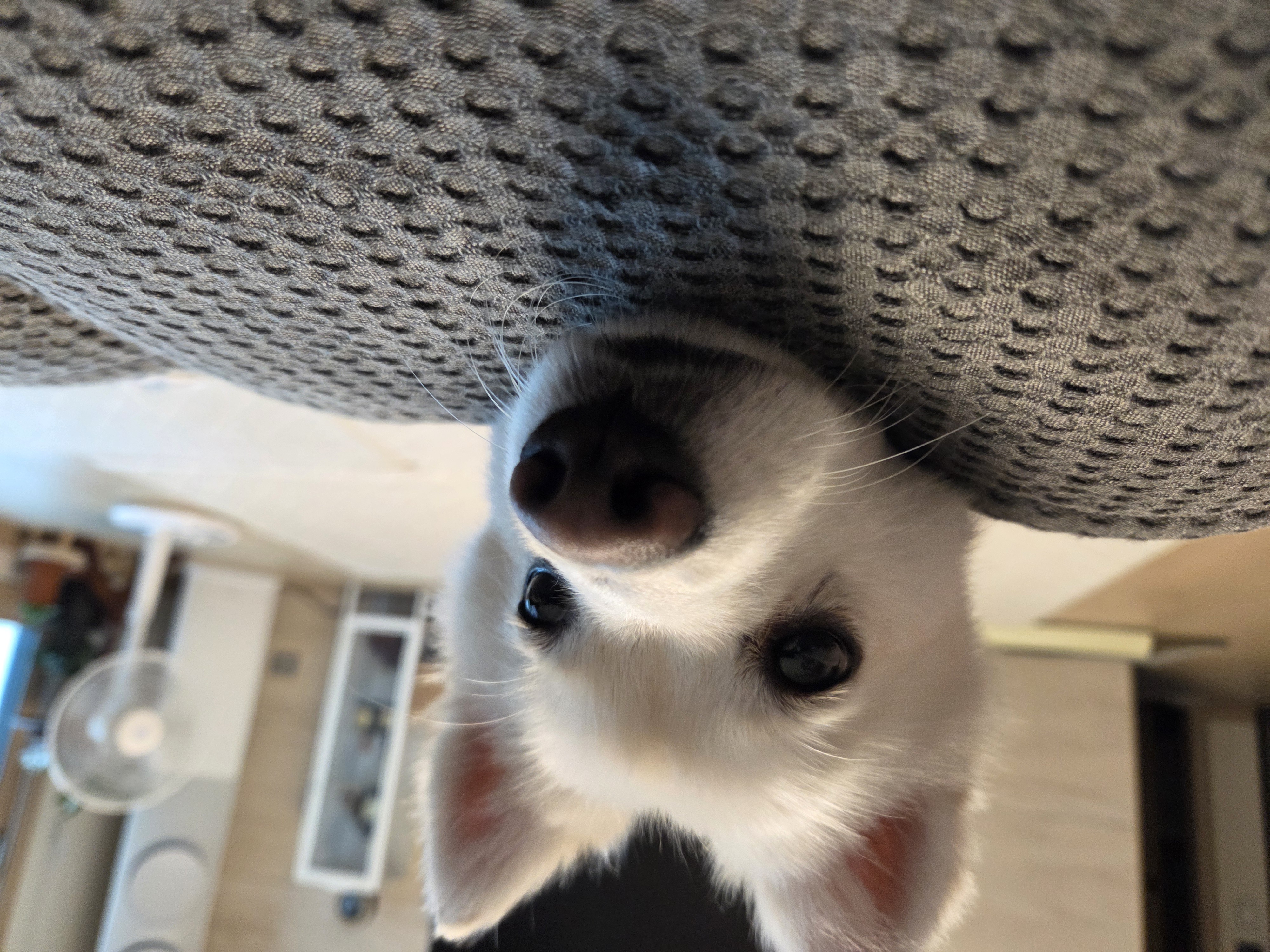 사랑둥이 다람이는 적응 완료!