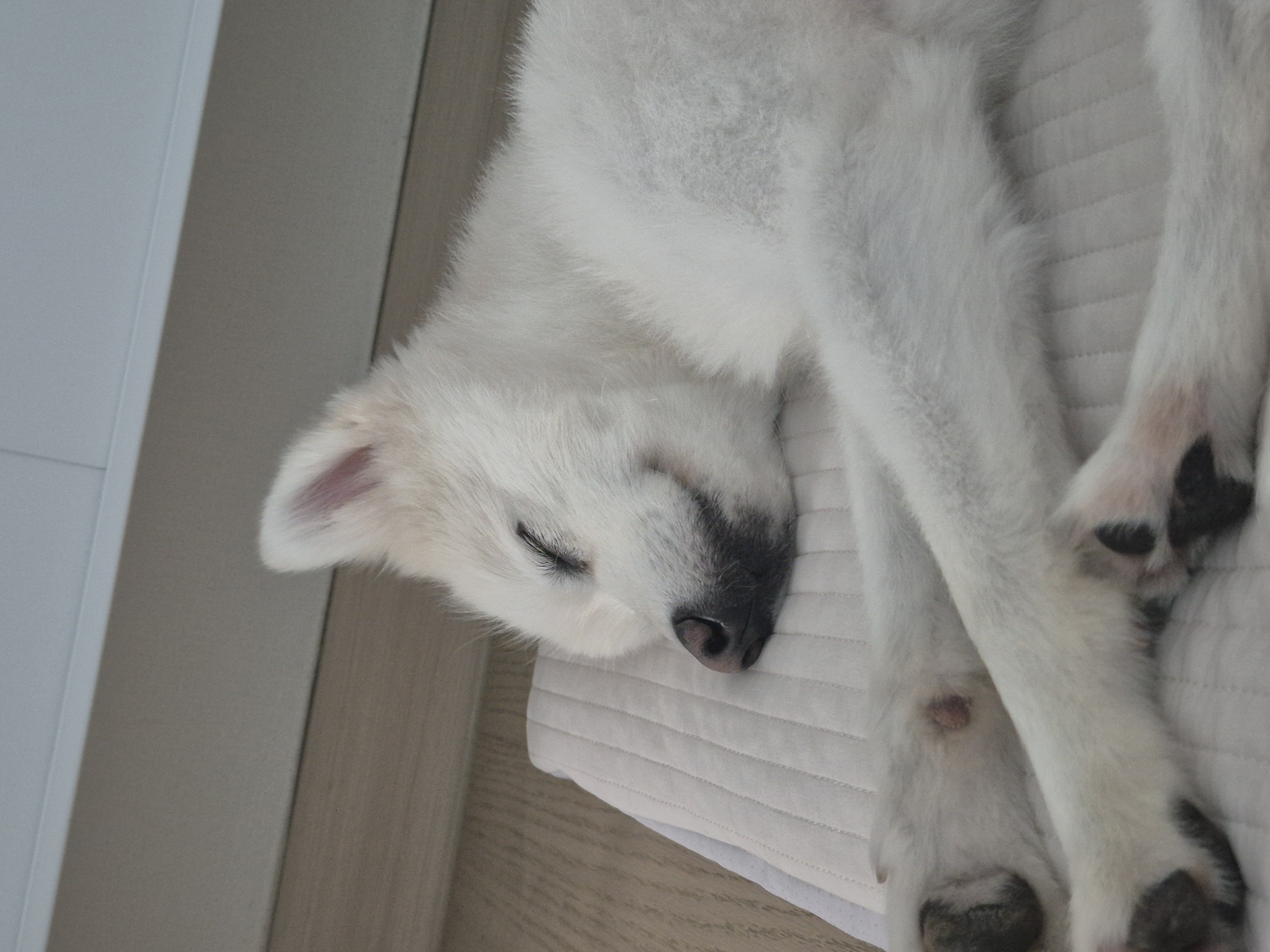 사랑둥이 다람이는 적응 완료!