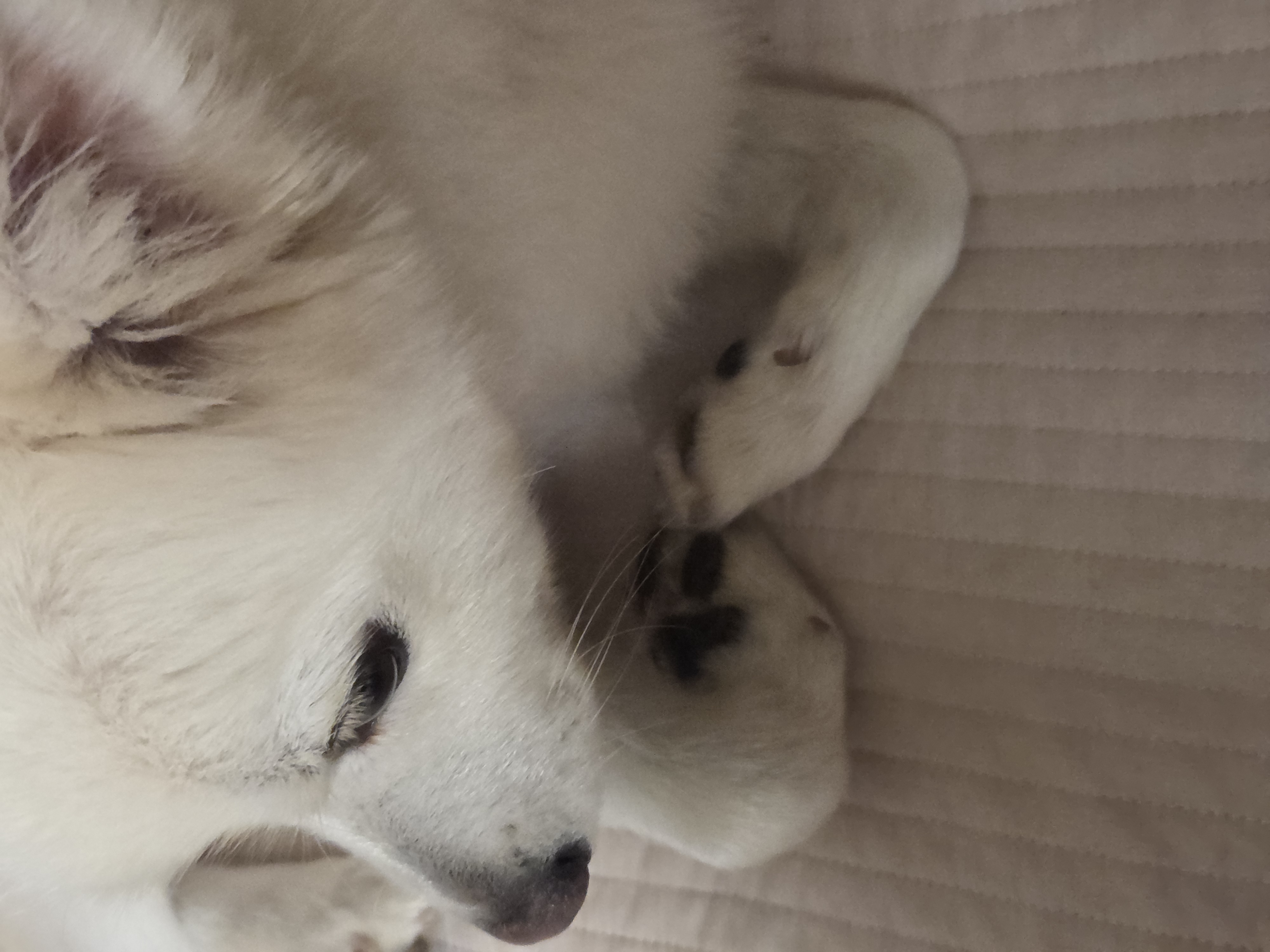 사랑둥이 다람이는 적응 완료!