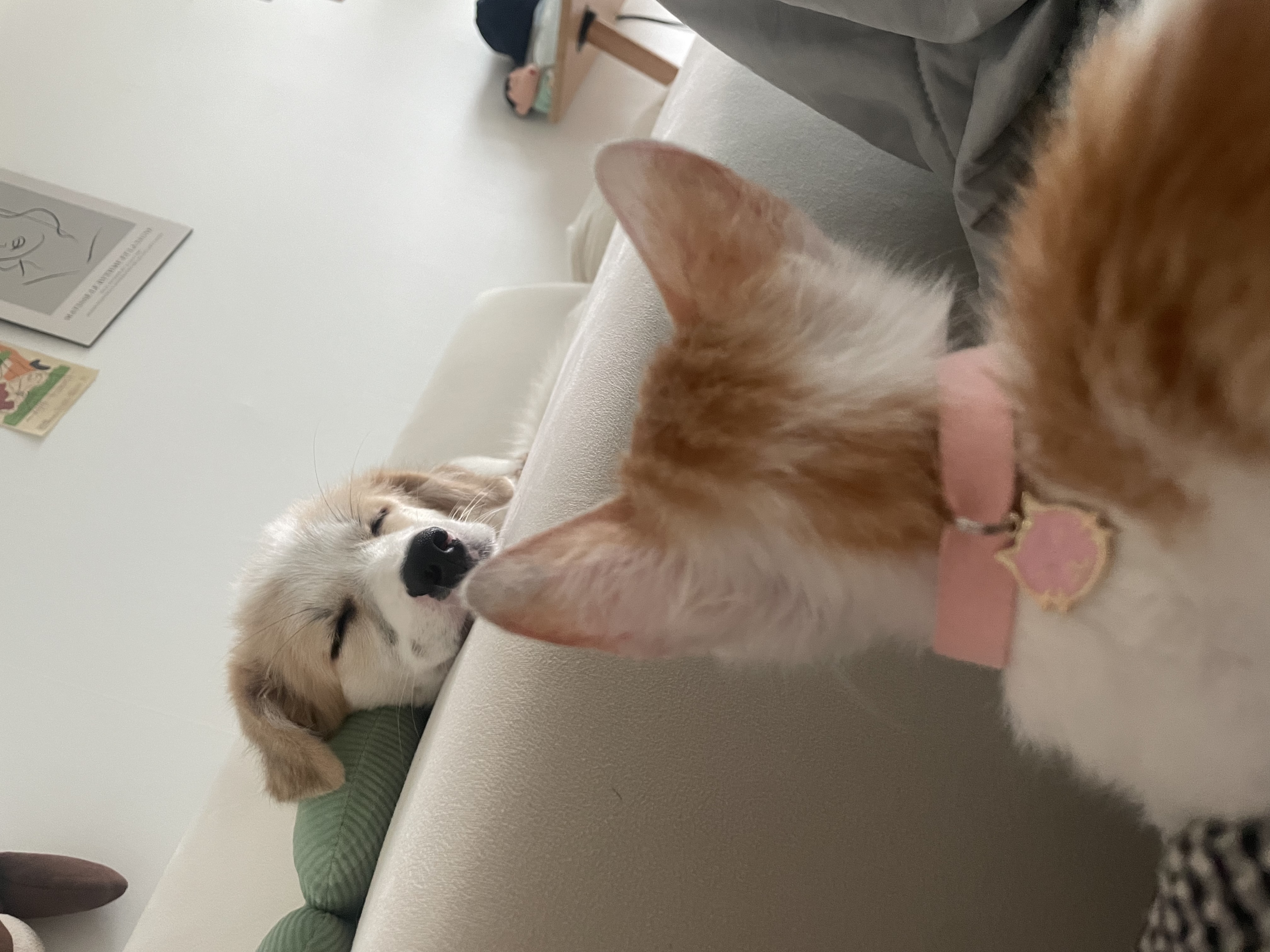 만복(모랑)이에게 여동생이 생겼어요