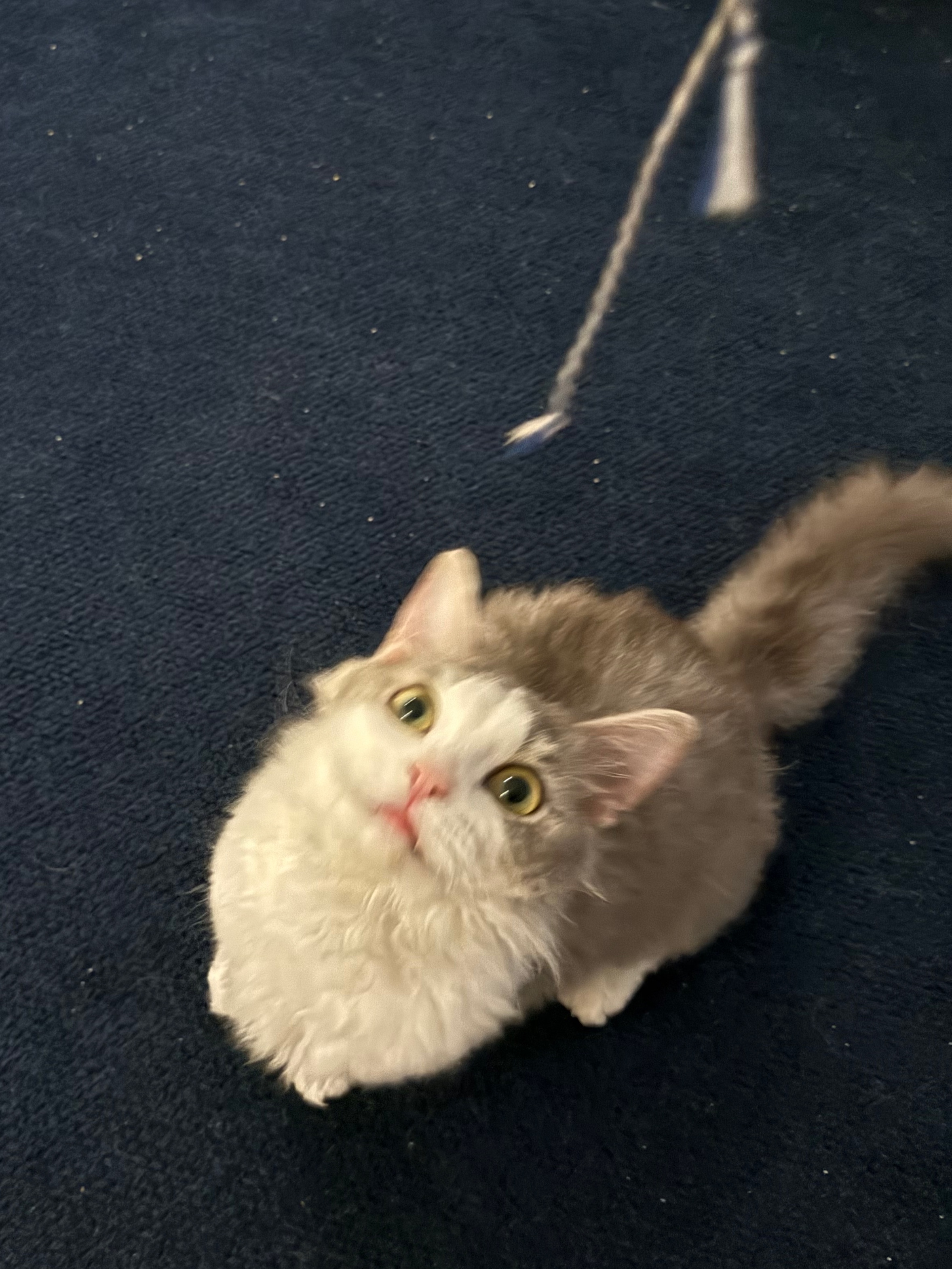 세상에 둘도 없는 천사냥 단비(몽땅이) 3개월차 후기