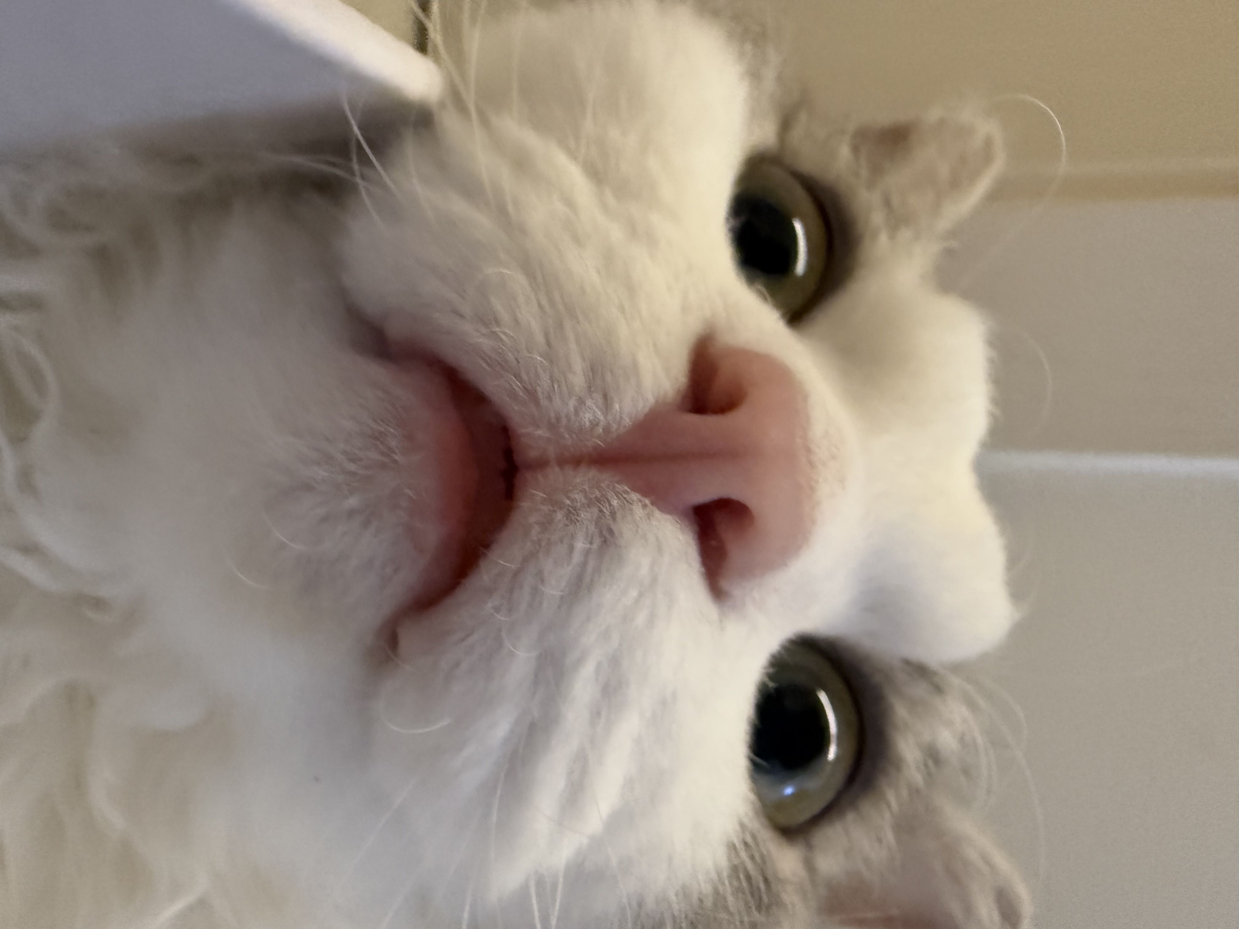 세상에 둘도 없는 천사냥 단비(몽땅이) 3개월차 후기