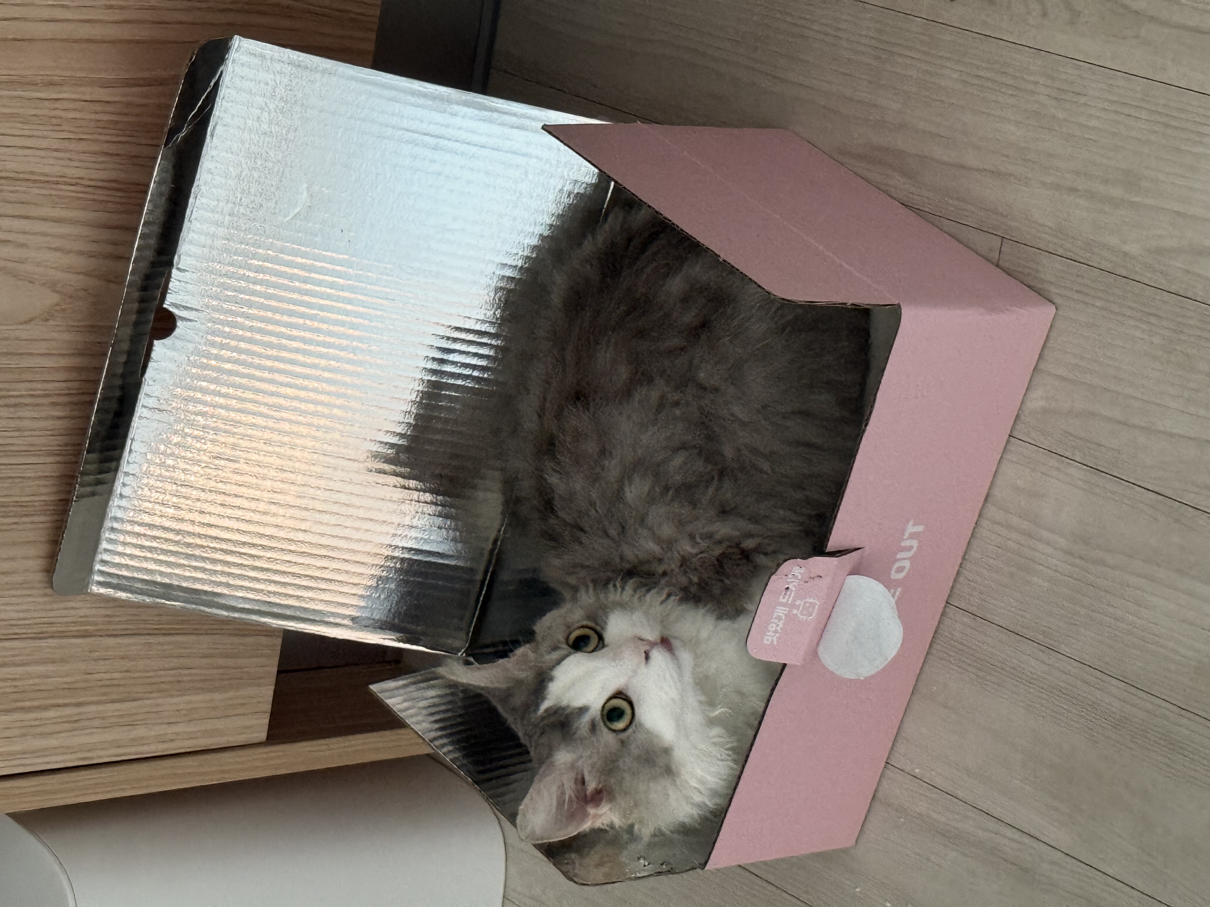 세상에 둘도 없는 천사냥 단비(몽땅이) 3개월차 후기