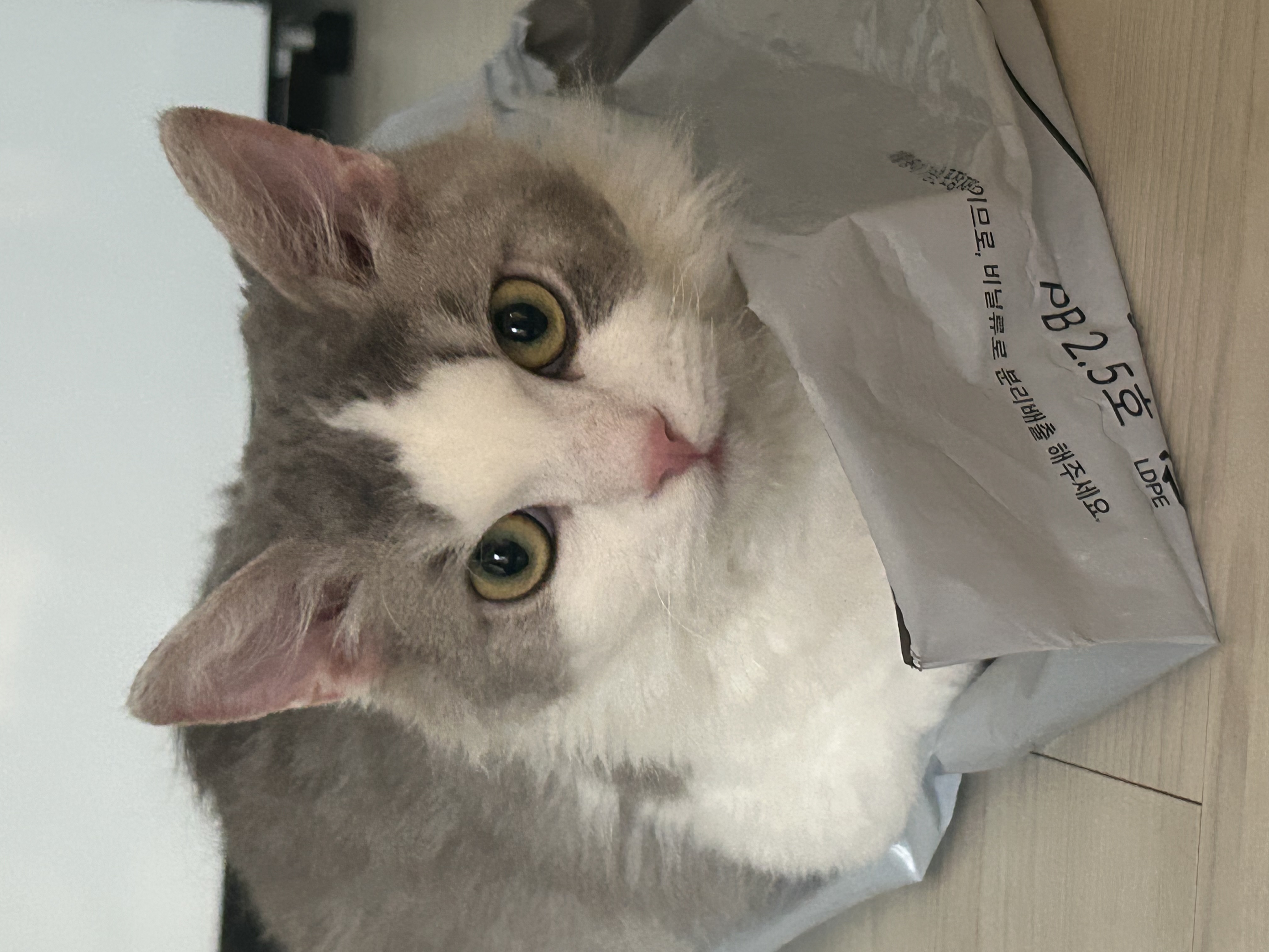 세상에 둘도 없는 천사냥 단비(몽땅이) 3개월차 후기