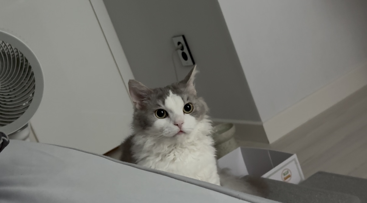 세상에 둘도 없는 천사냥 단비(몽땅이) 3개월차 후기