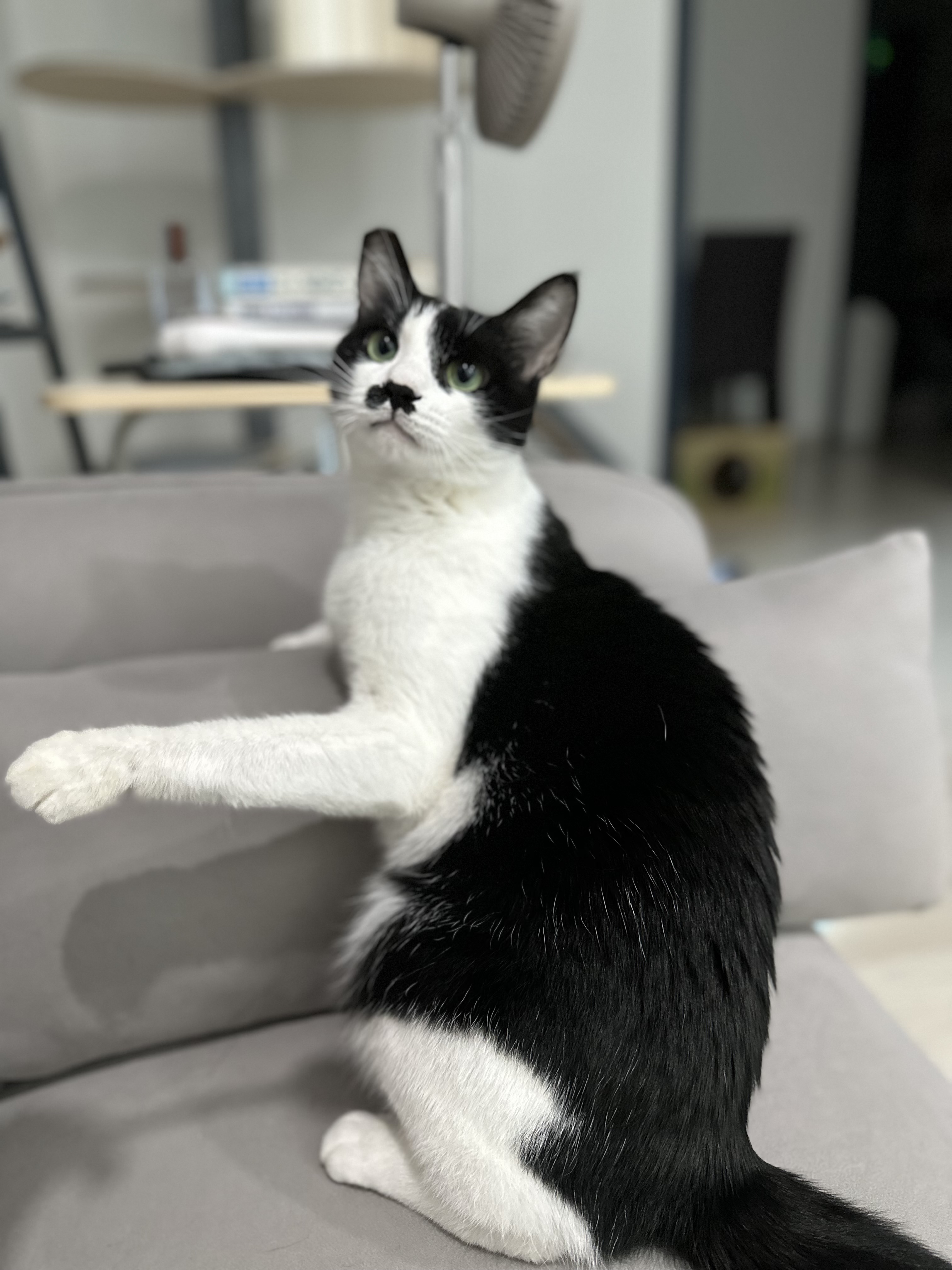 종 분류 잘못된 "민트" 입양 3개월차